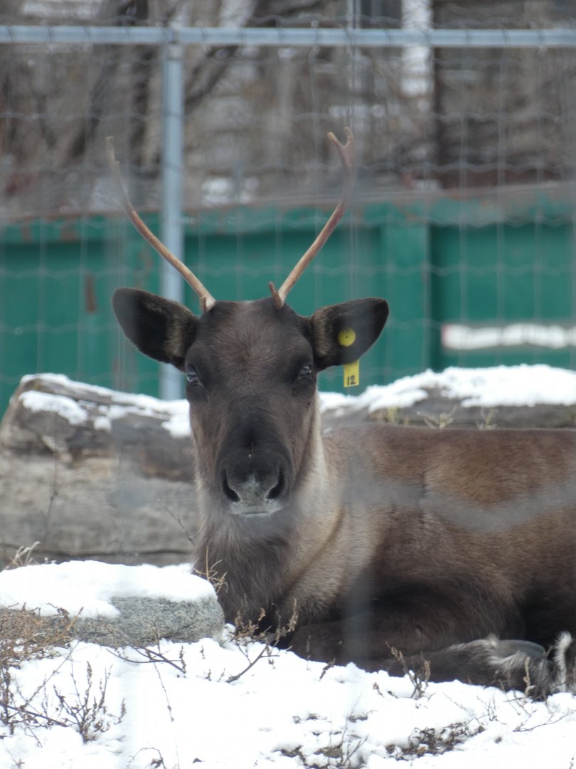 Kirk (Woodland caribou)
