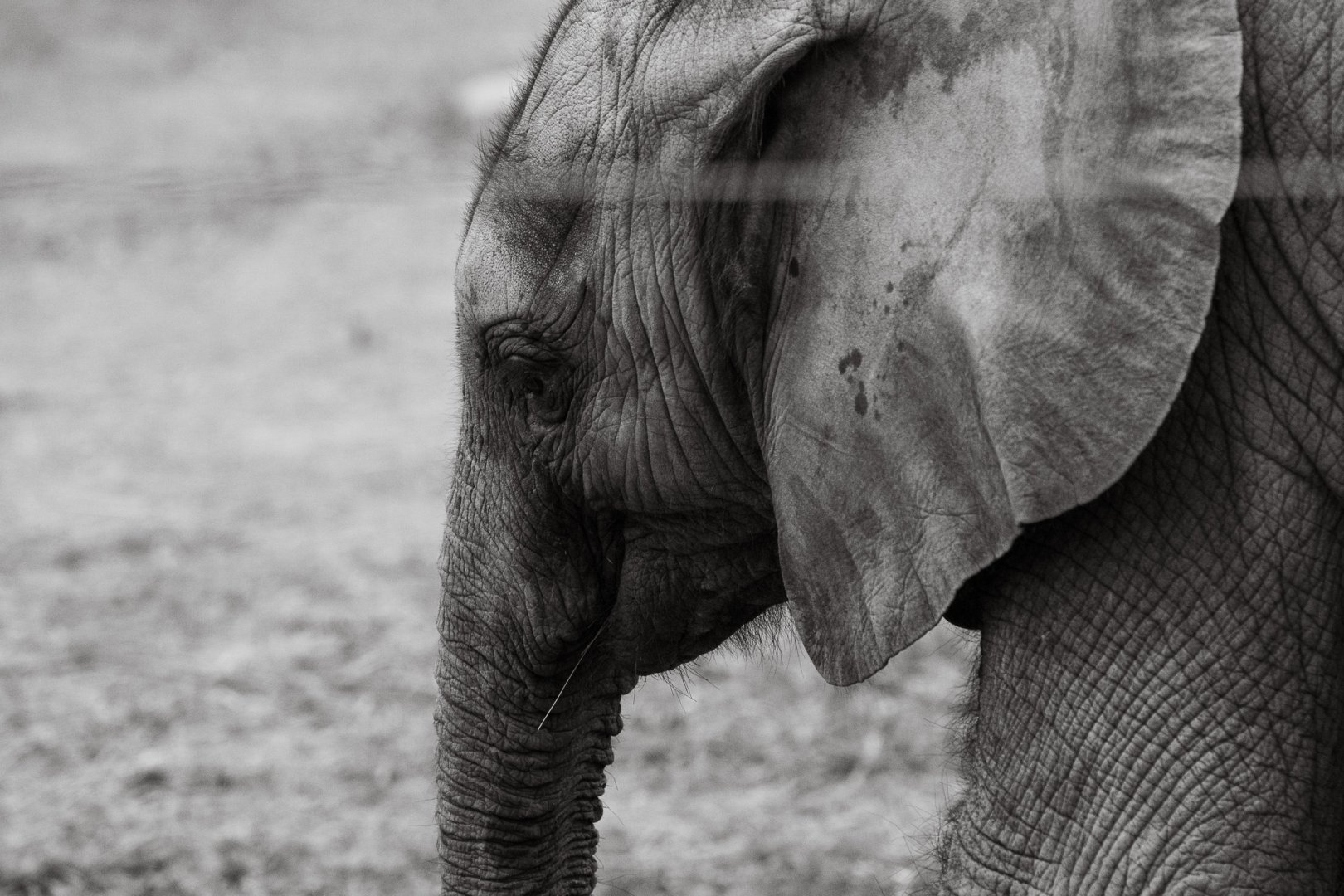 Kirkja (African bush elephant calf)