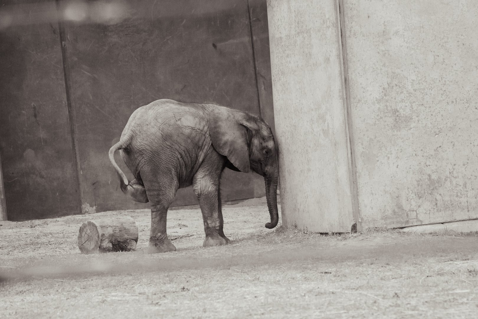 Kirkja (African bush elephant calf)