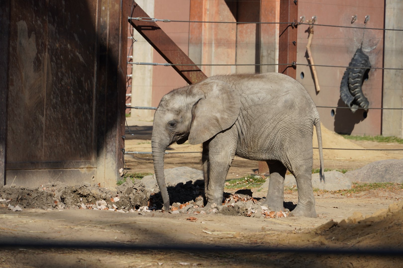 "Kirkja" African Elephant Calf