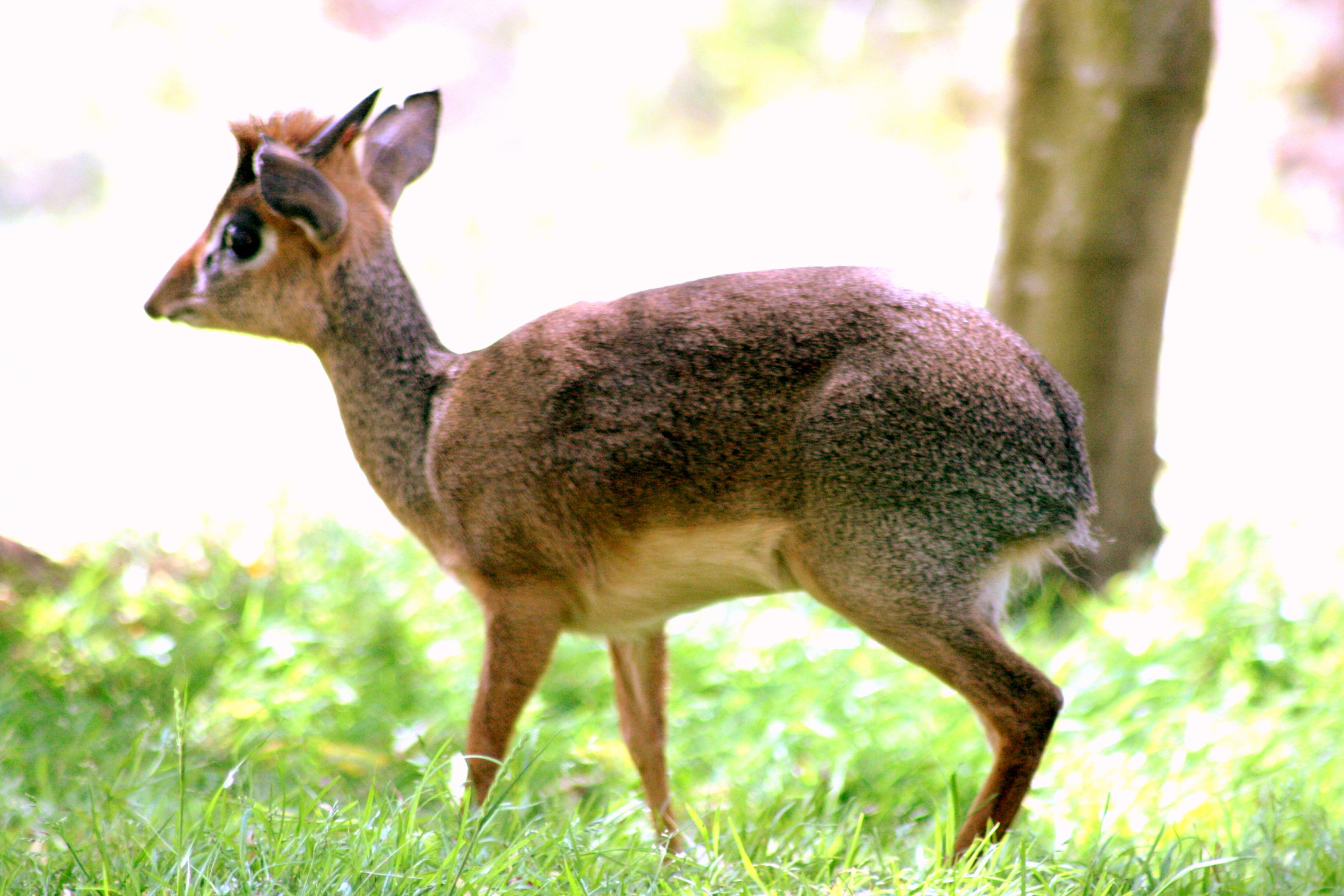 Kirk's diik-dik; Colchester; 8th July 2017