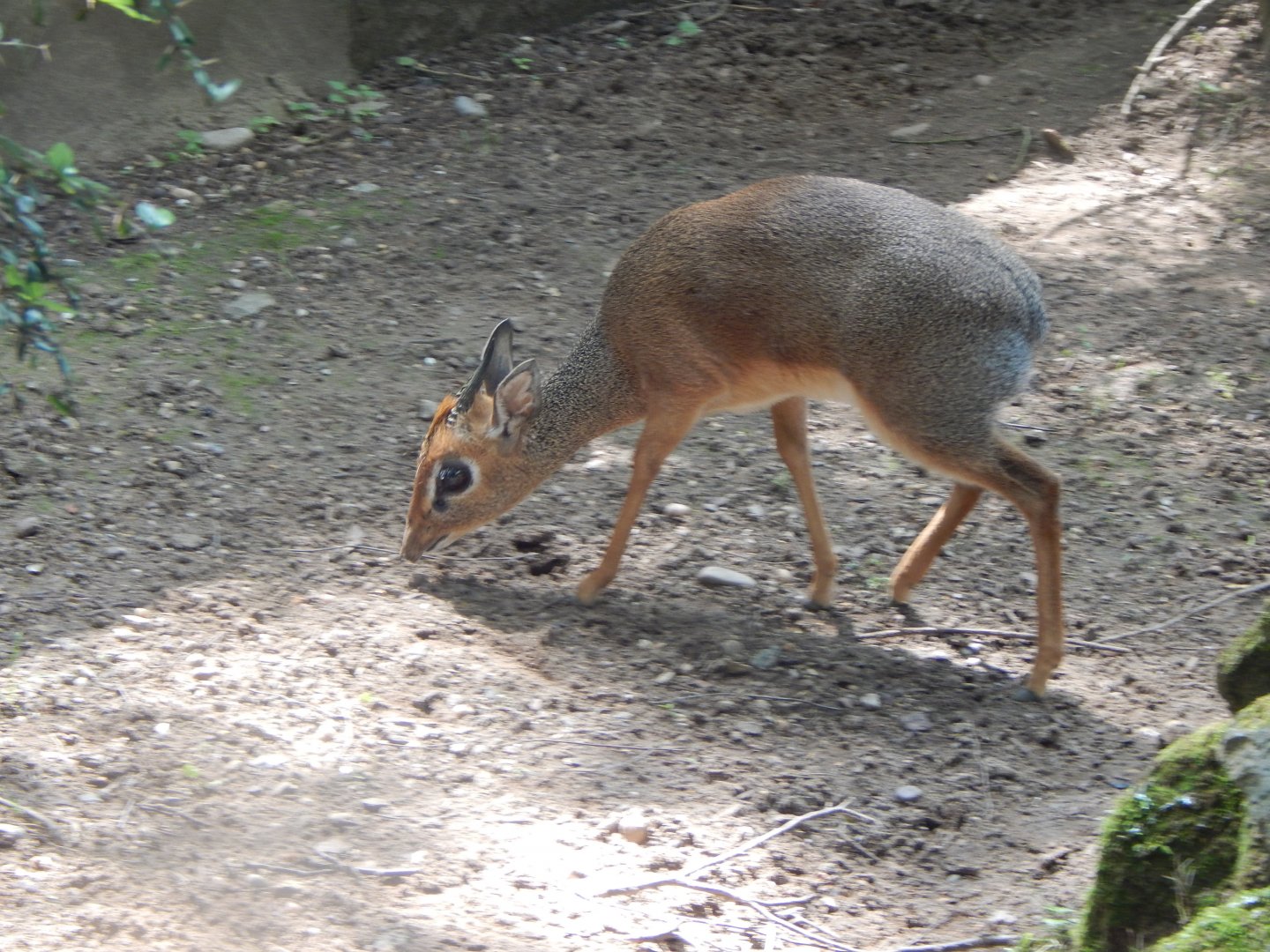 Kirk's dik-dik 020721