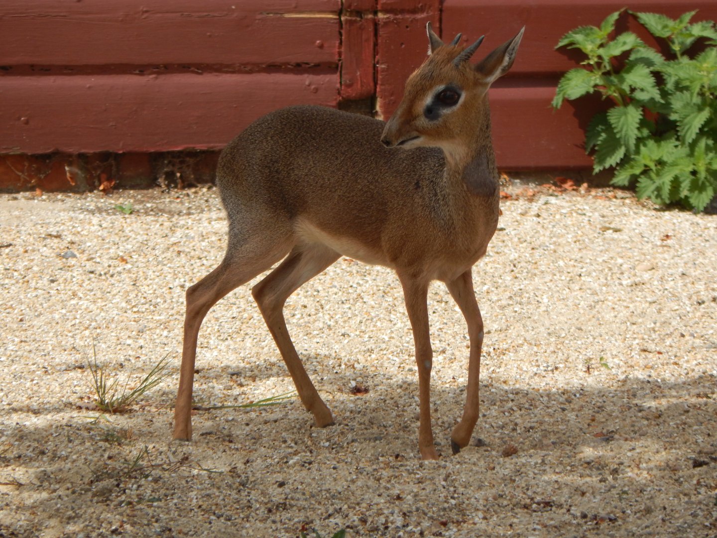 Kirk's dik-dik 040822