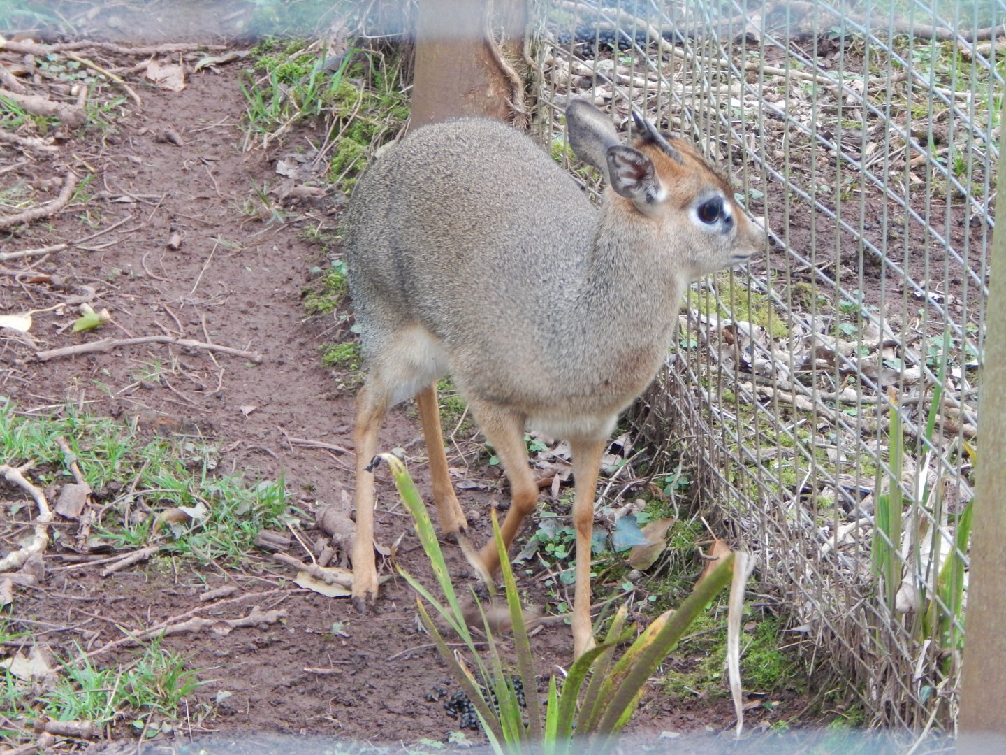 Kirk's dik-dik 050224