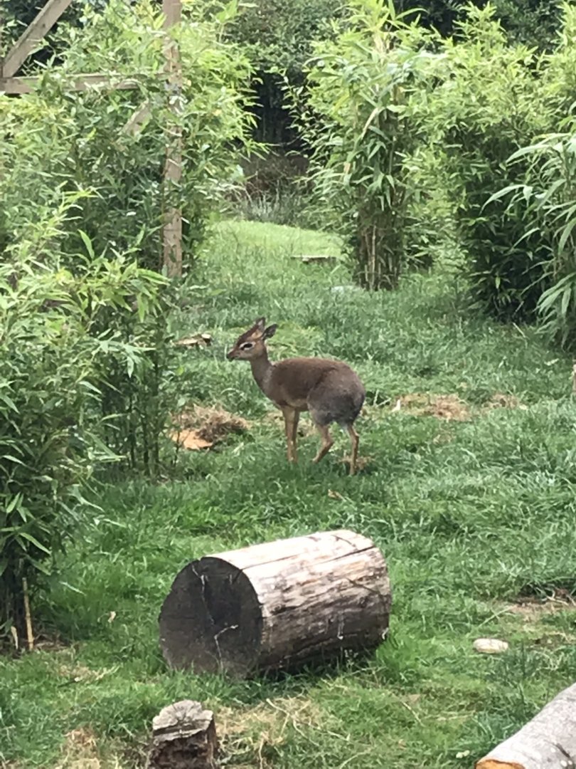 Kirk’s dik-dik 050819