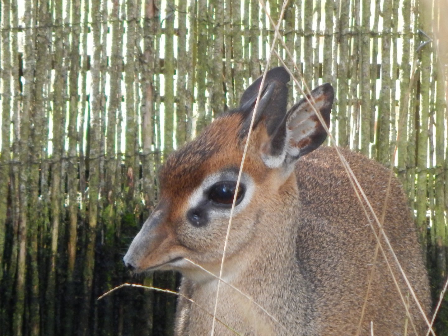 Kirk's dik-dik 071020
