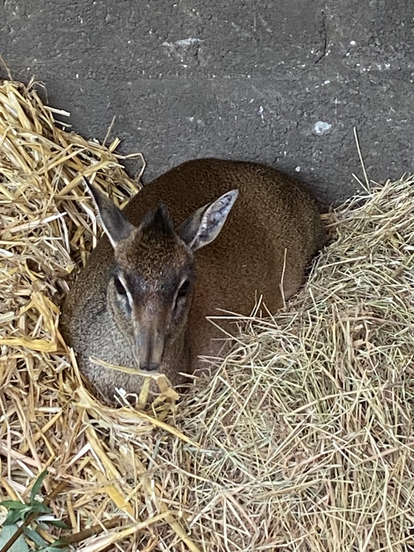 Kirk’s dik-dik 091224