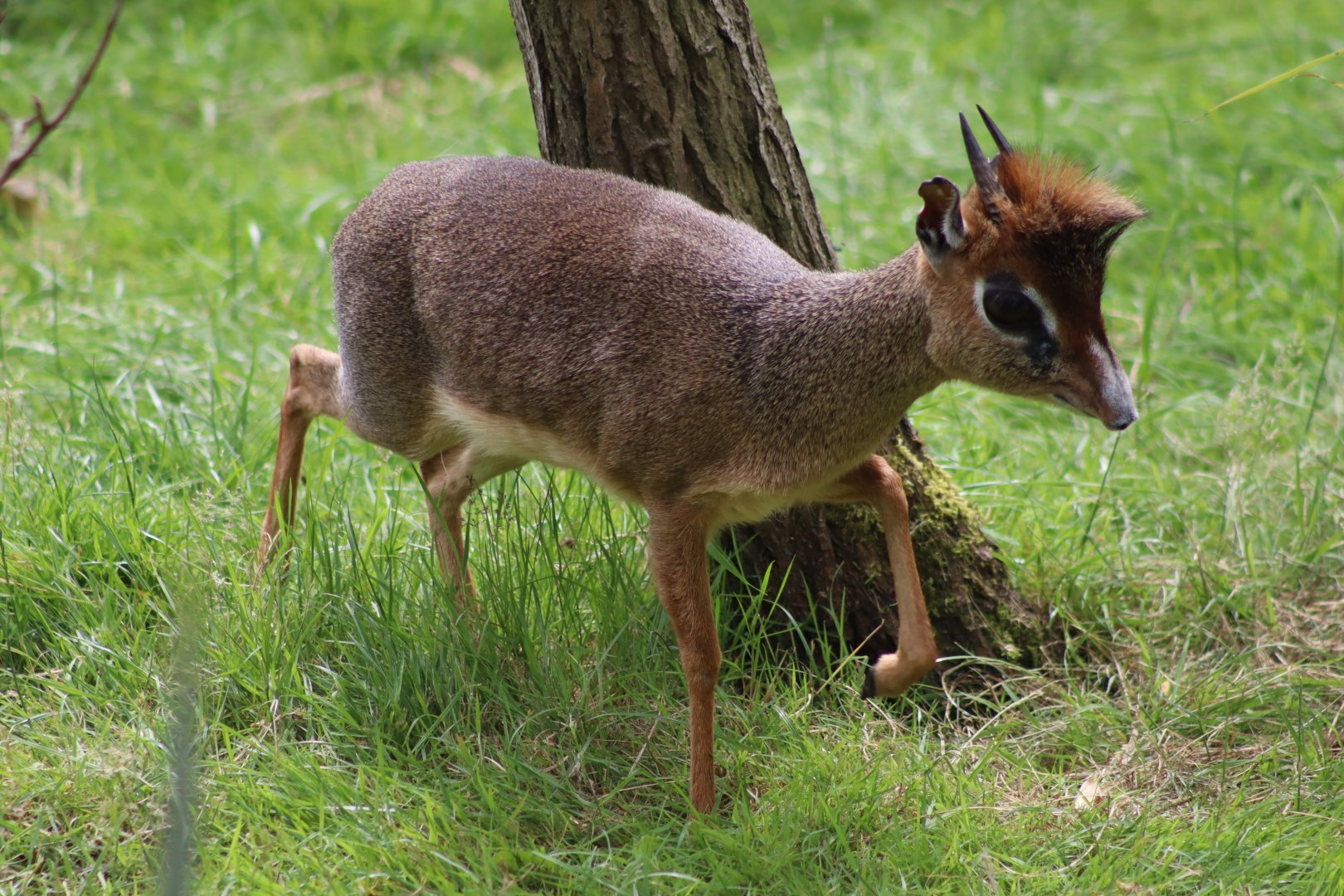 Kirk's dik-dik - 1 July 2021