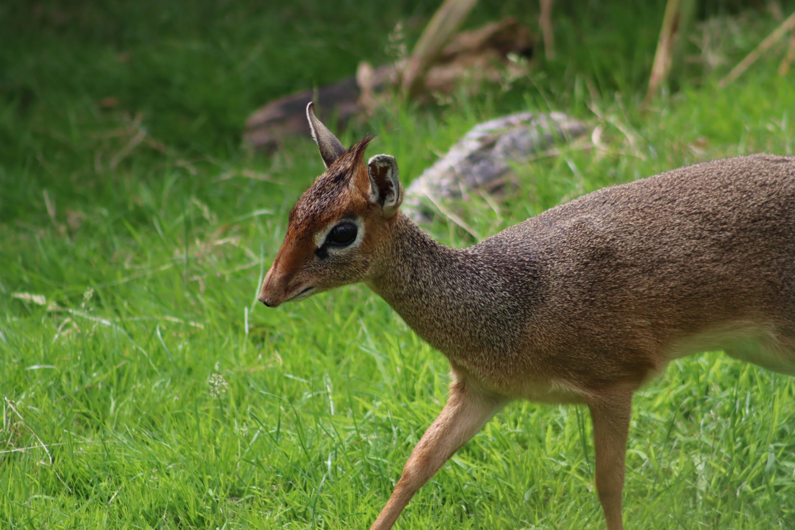 Kirk's dik-dik - 1 July 2021