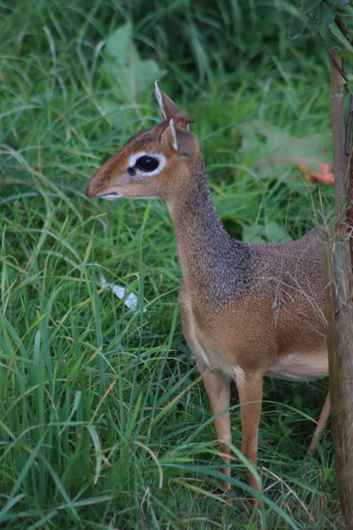 Kirk's dik-dik - 10 September 2021