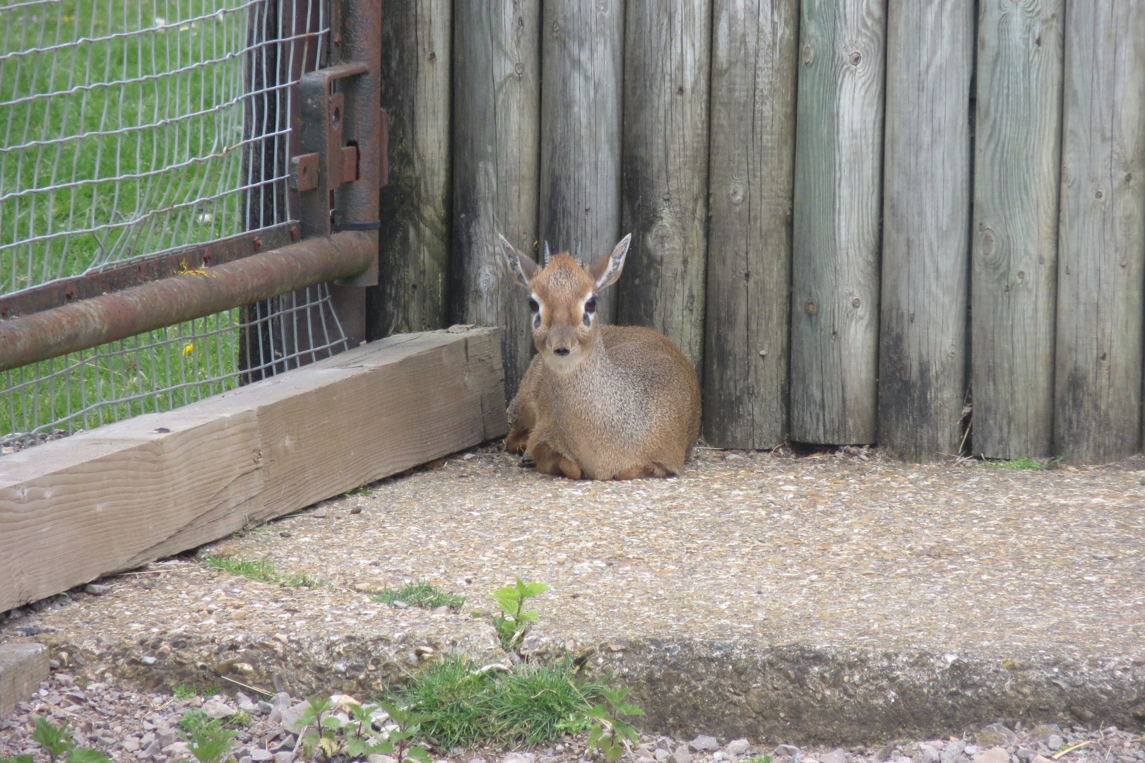 Kirk’s dik-dik 110519