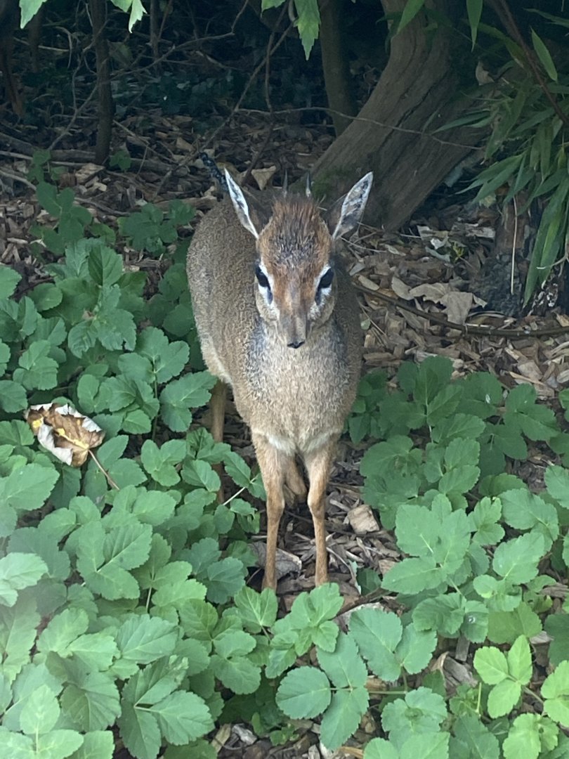 Kirk's dik-dik 110921