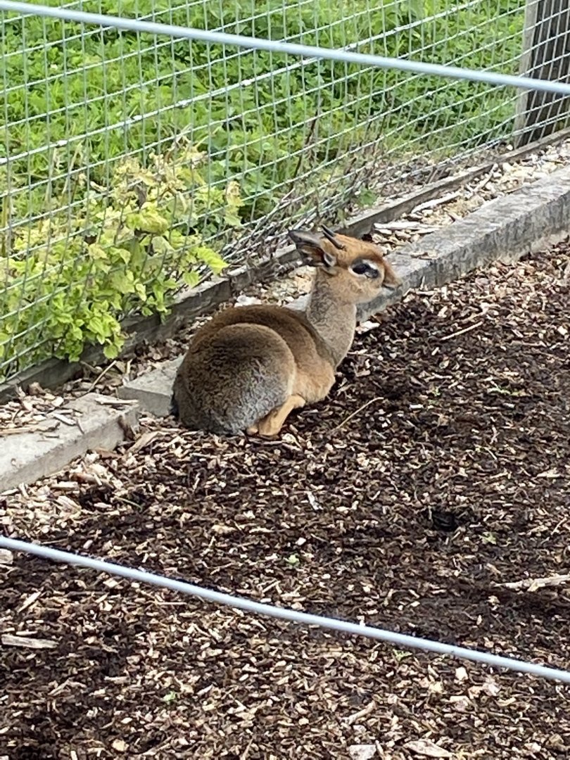 Kirk's Dik-dik 120821