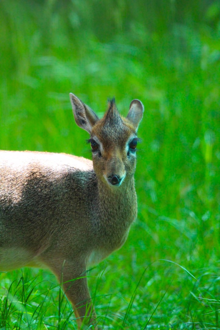 Kirk's Dik Dik- 12th May 2025