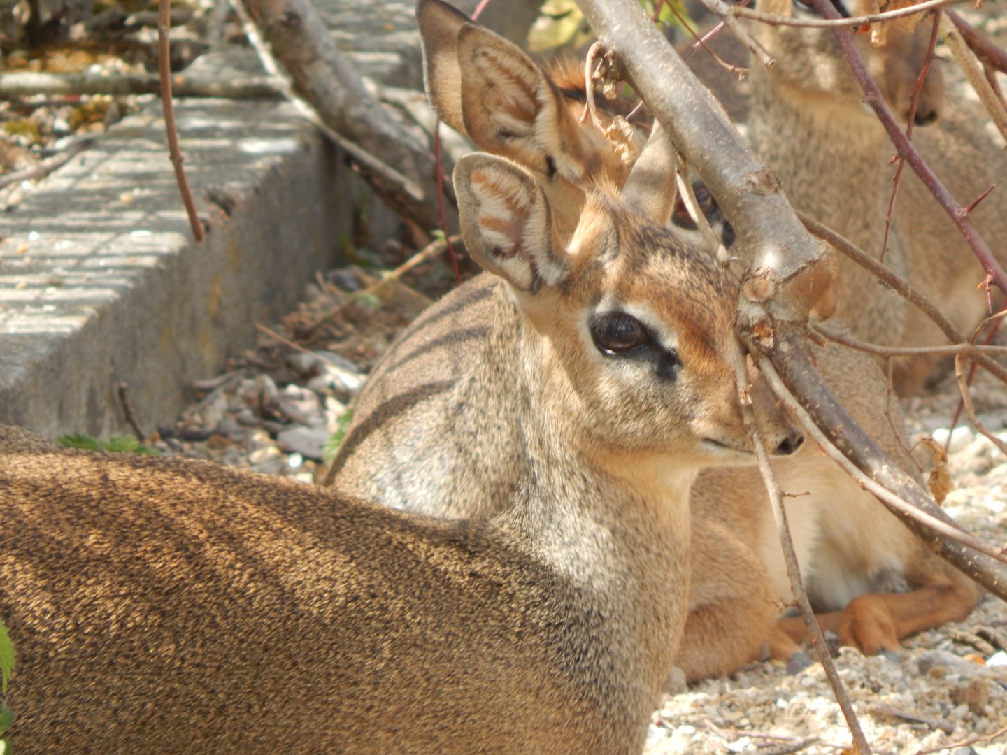 Kirk's dik-dik 150725