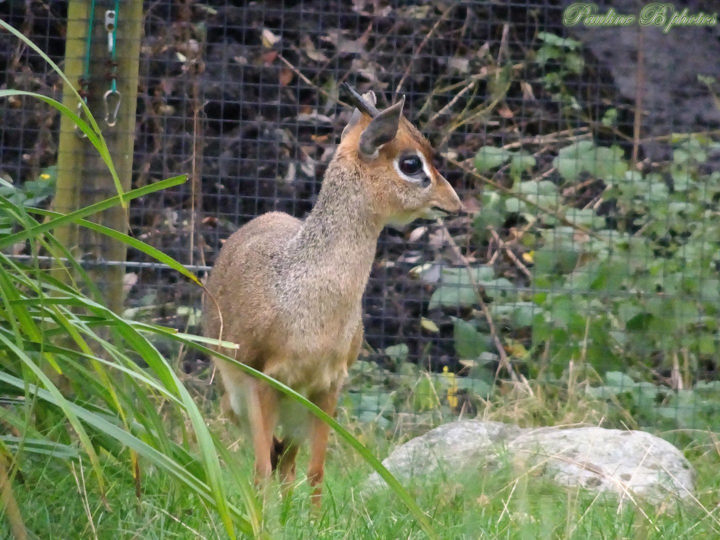 Kirk's dik-dik 16 November 2025