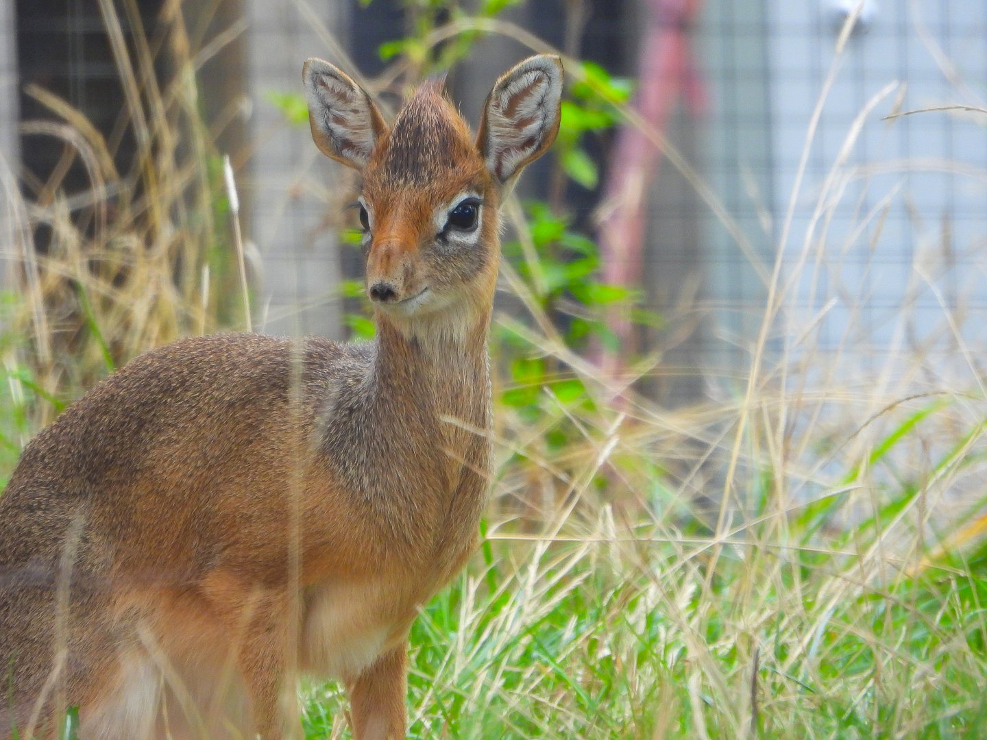 Kirk's Dik Dik- 18th September 2025