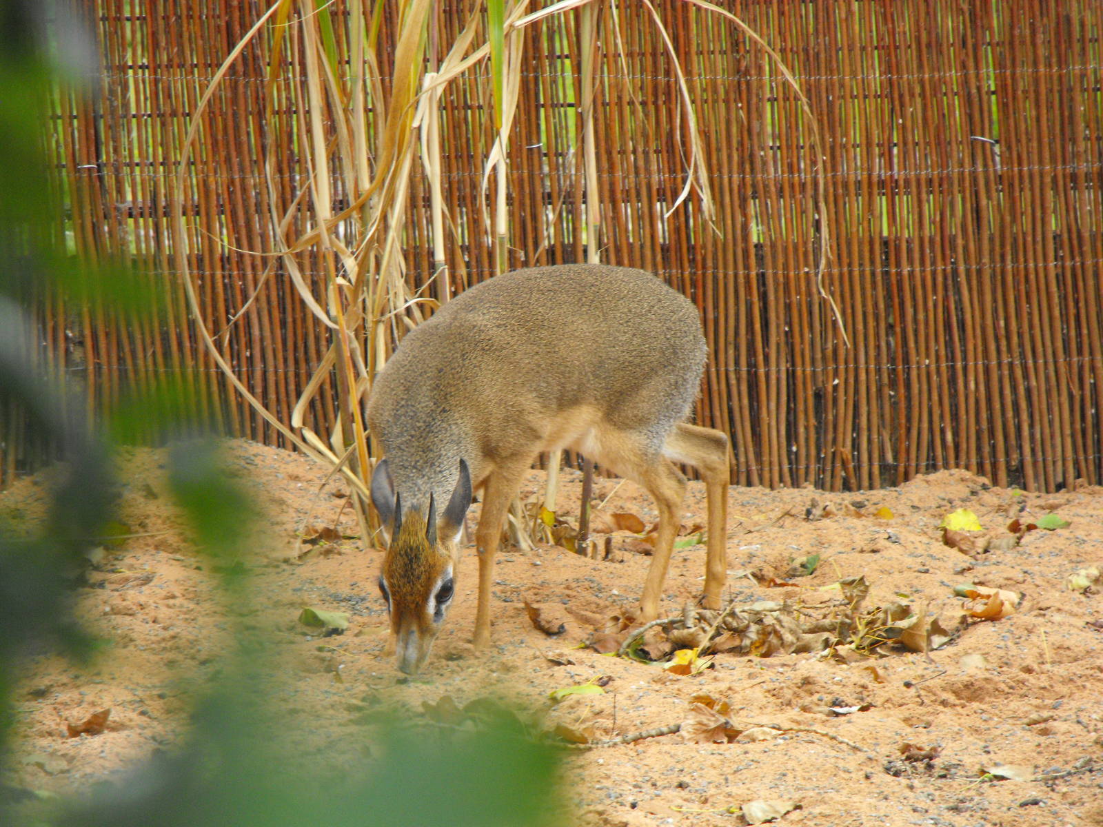 Kirks Dik Dik 2