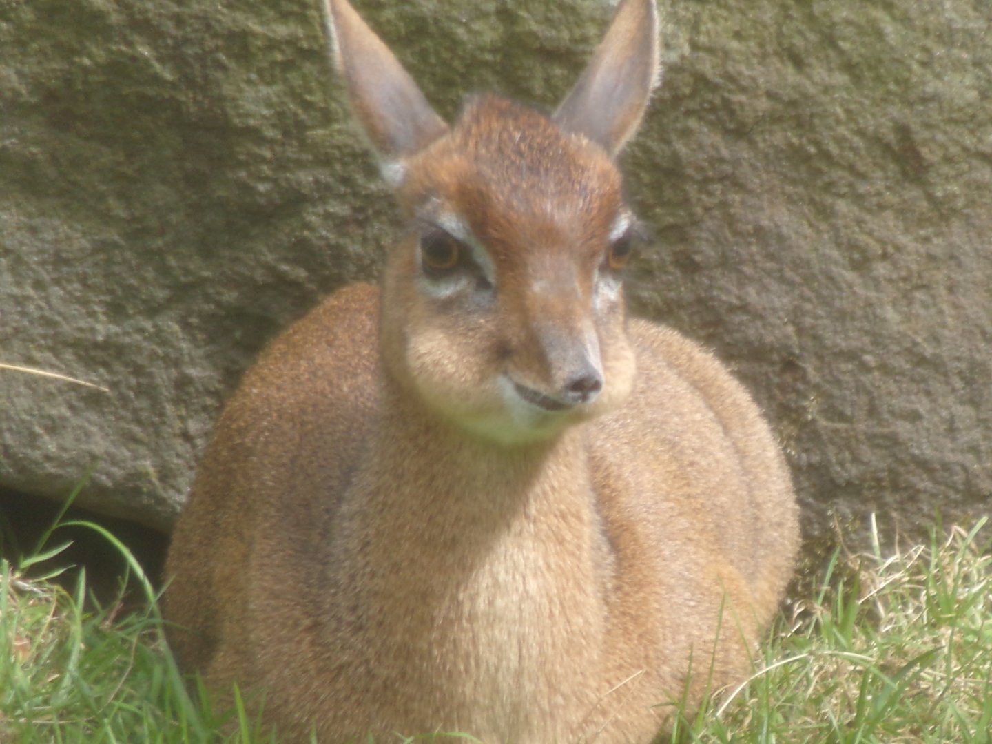Kirk’s Dik-Dik 20.4.25