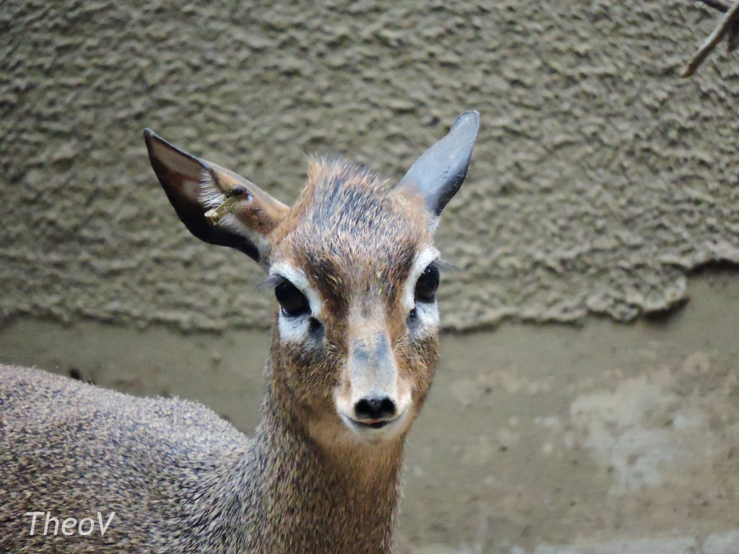 Kirk's dik-dik [2015]