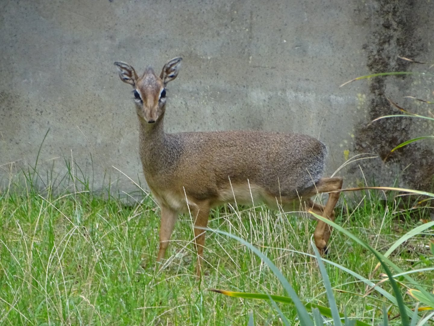 Kirk's Dik-Dik, 2nd October 2025
