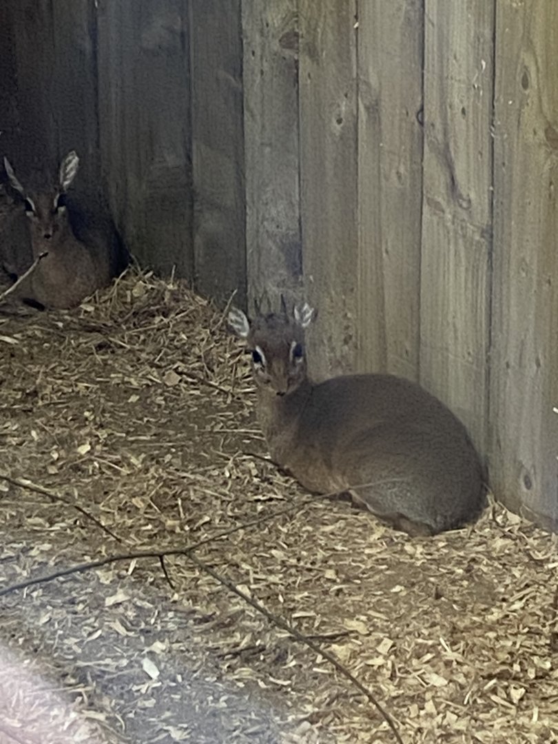 Kirk’s dik-dik 300623
