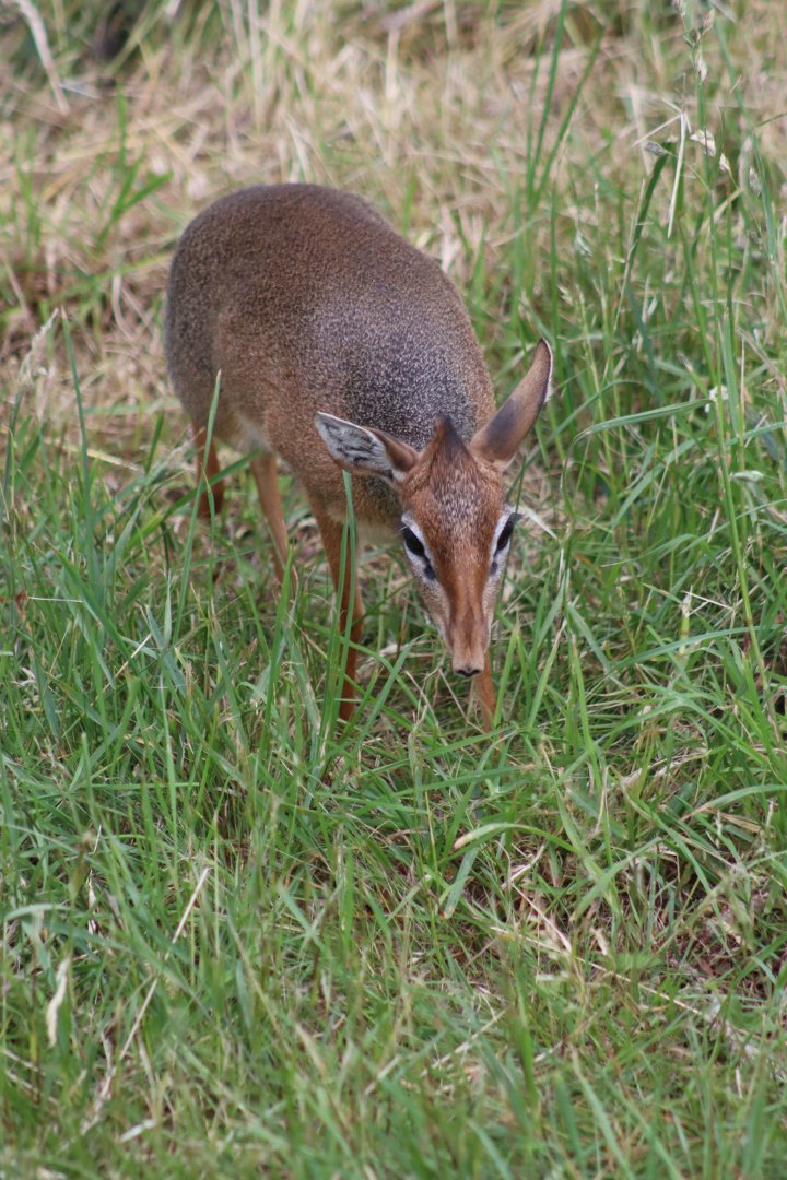 Kirk's dik-dik - 4 June 2022