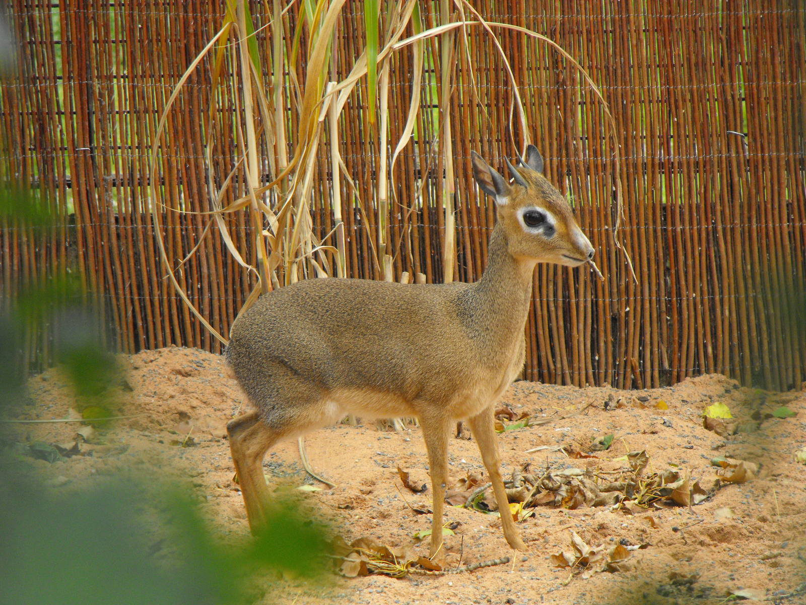 Kirks Dik Dik 4