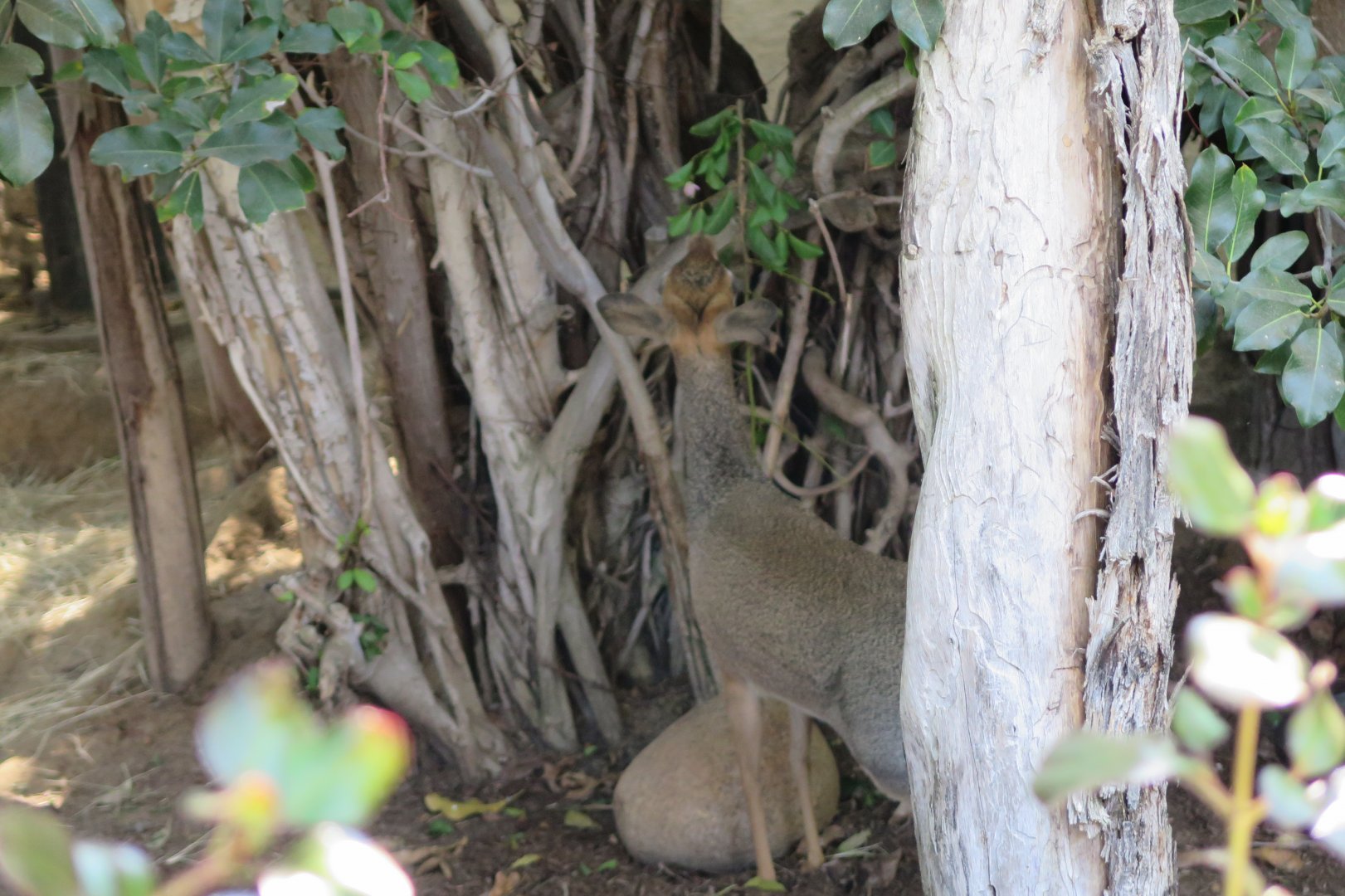 Kirk's Dik-Dik(8/23/2024)