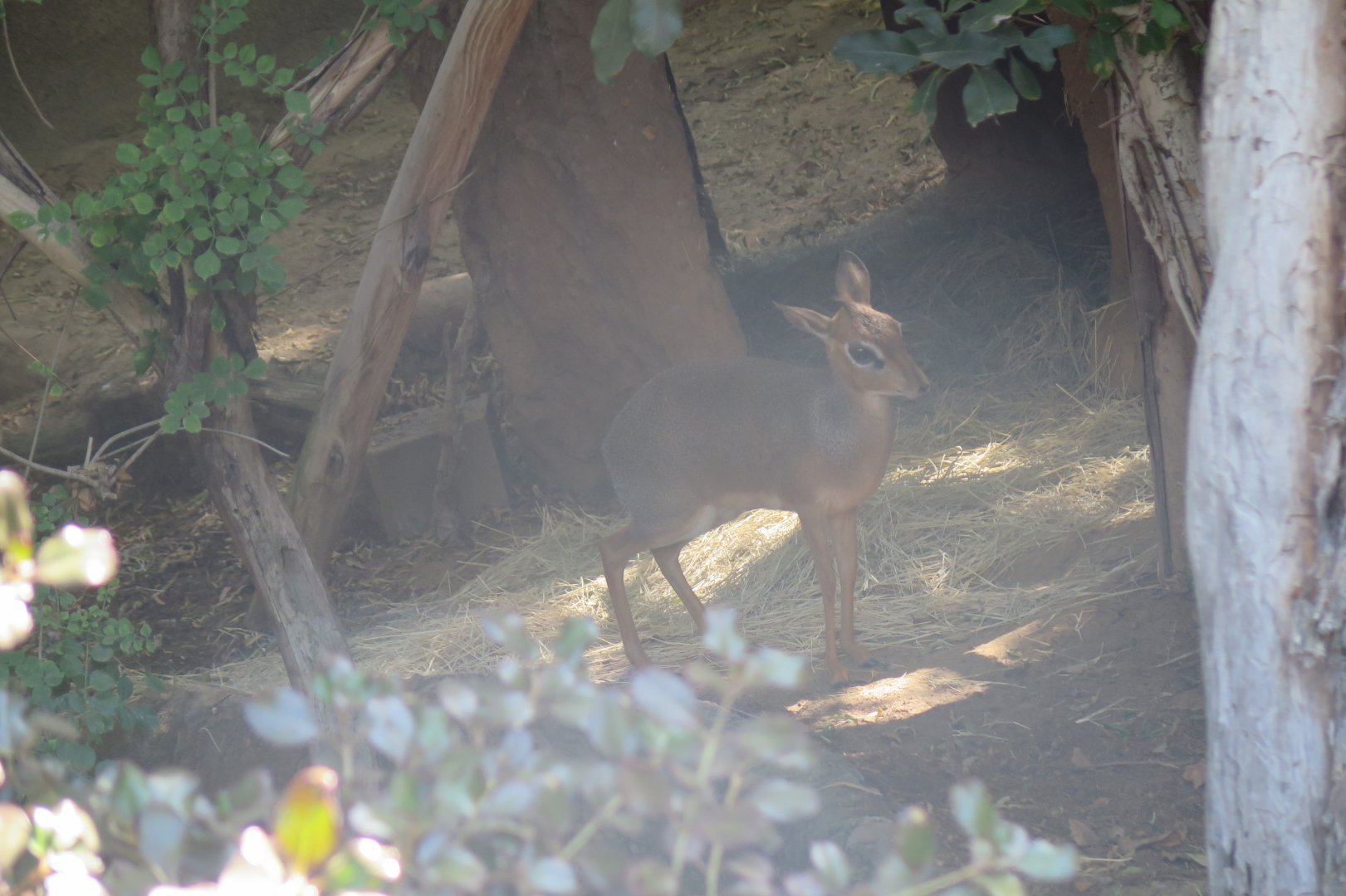 Kirk's Dik-Dik(8/23/2024)