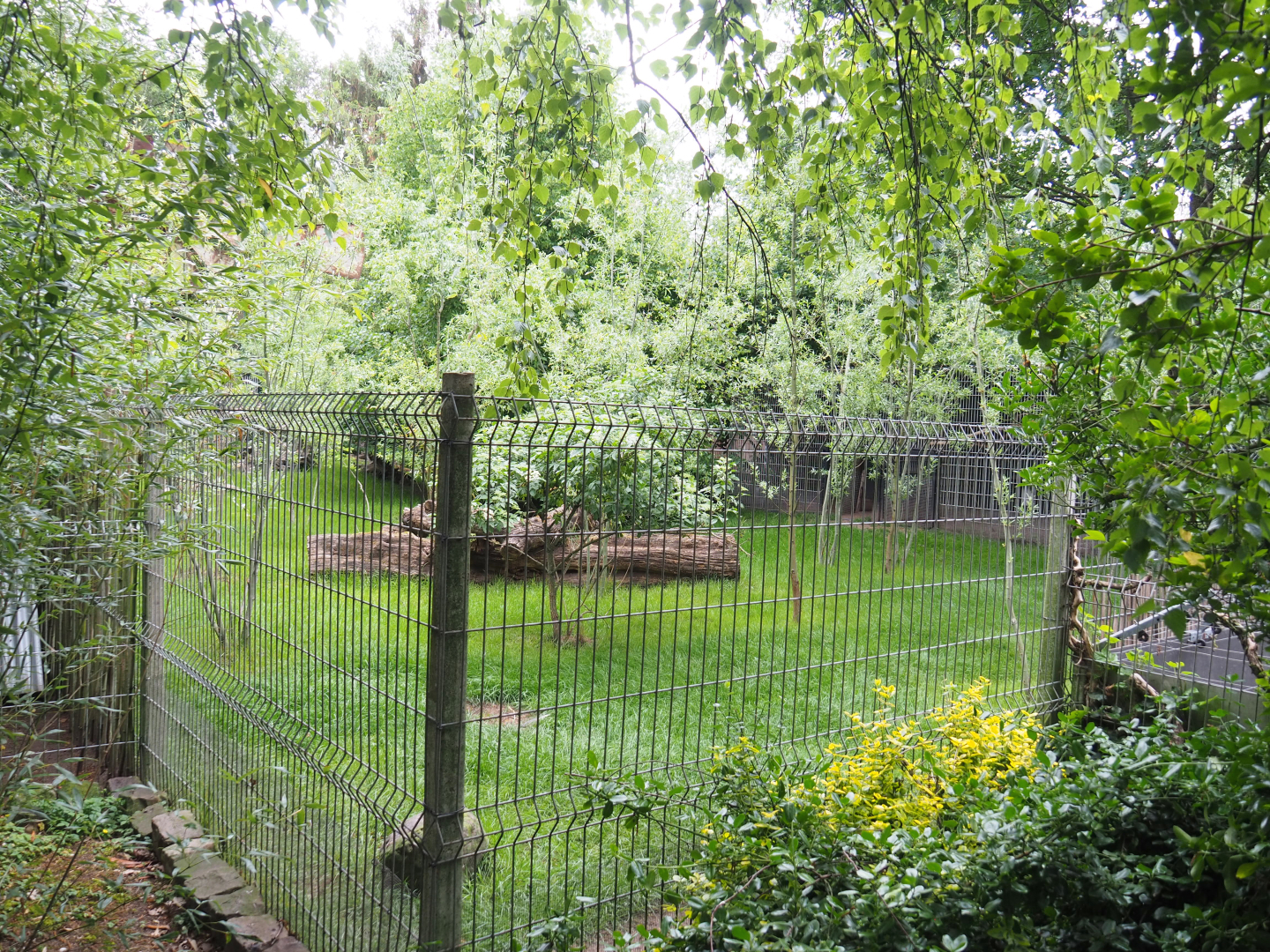 Kirk's dik-dik, African spurred tortoise and Demoiselle crane exhibit, 2022-05-17