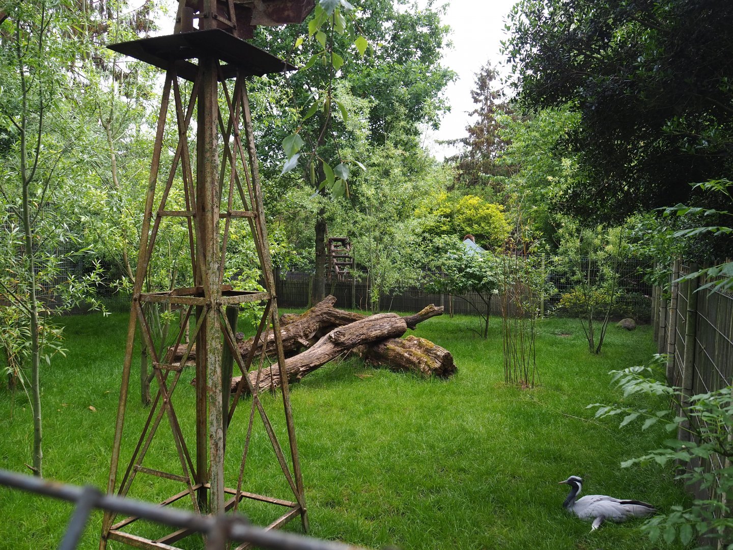 Kirk's dik-dik, African spurred tortoise and Demoiselle crane exhibit, 2022-05-17