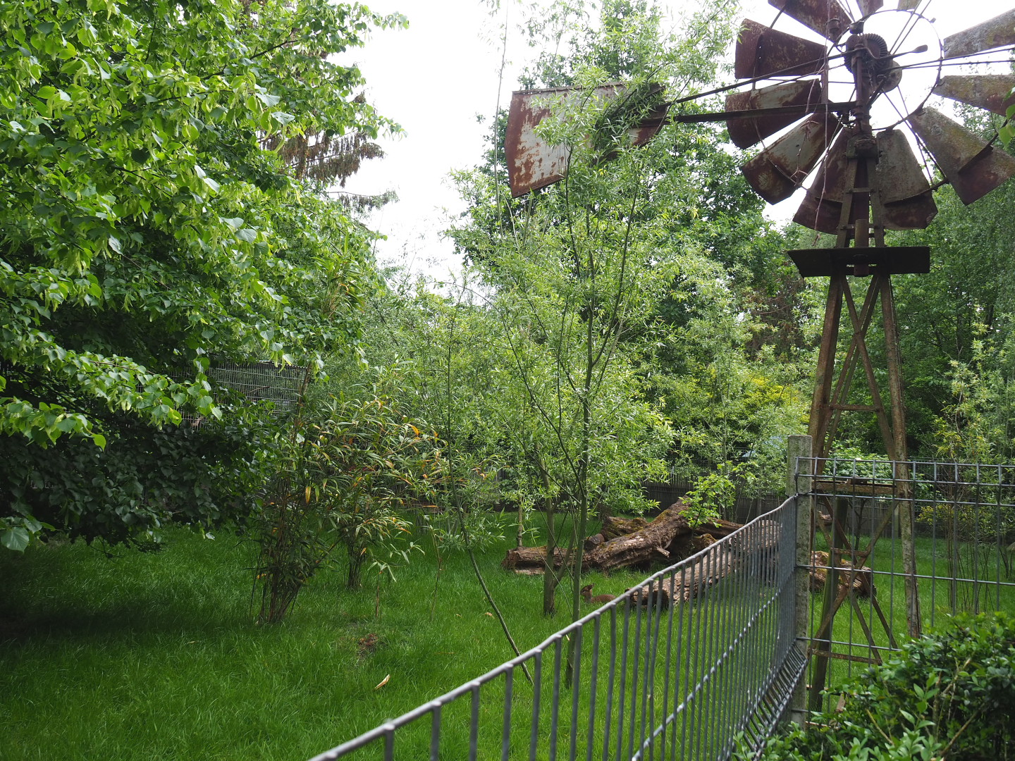 Kirk's dik-dik, African spurred tortoise and Demoiselle crane exhibit, 2022-05-17