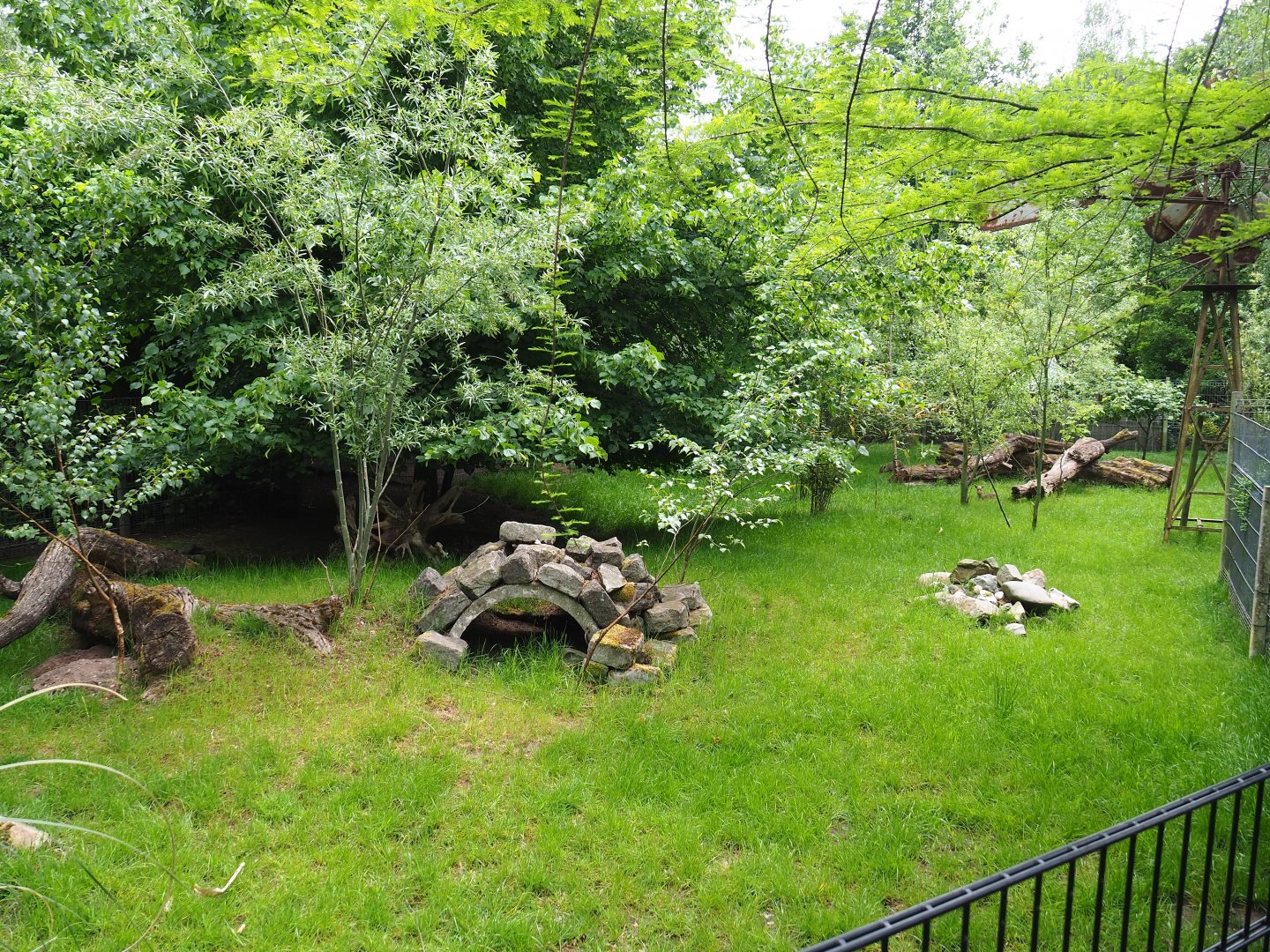 Kirk's dik-dik, African spurred tortoise and Demoiselle crane exhibit, 2022-05-17