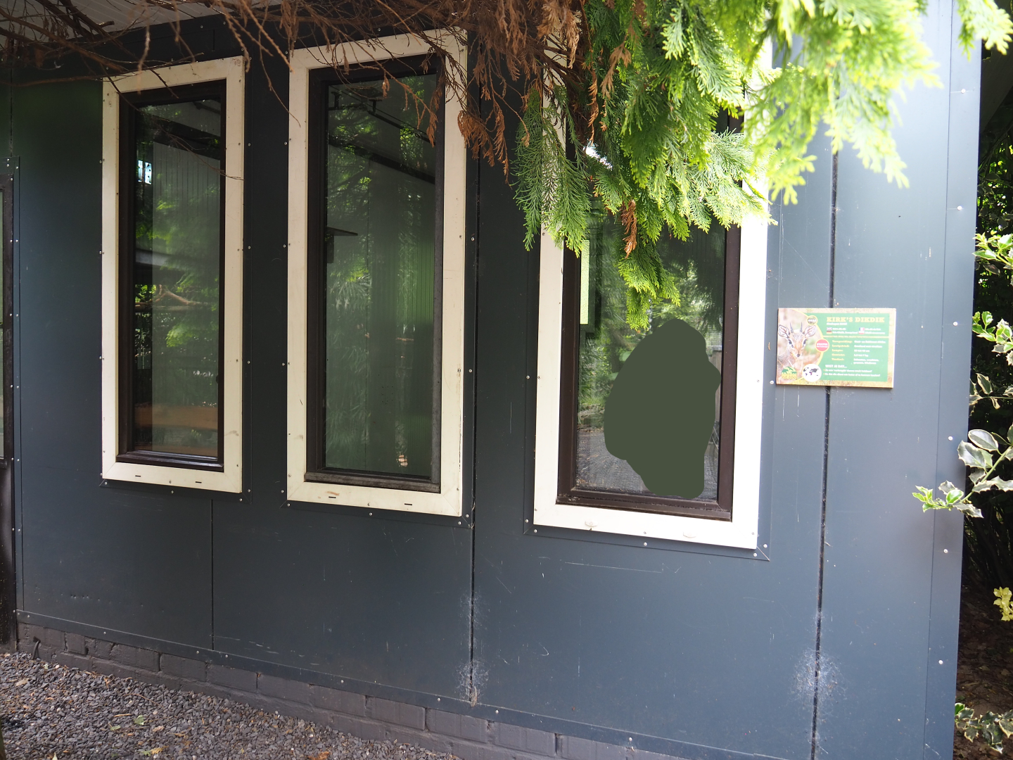 Kirk's dik-dik, African spurred tortoise, Demoiselle crane and Eclectus parrot house, 2022-05-17