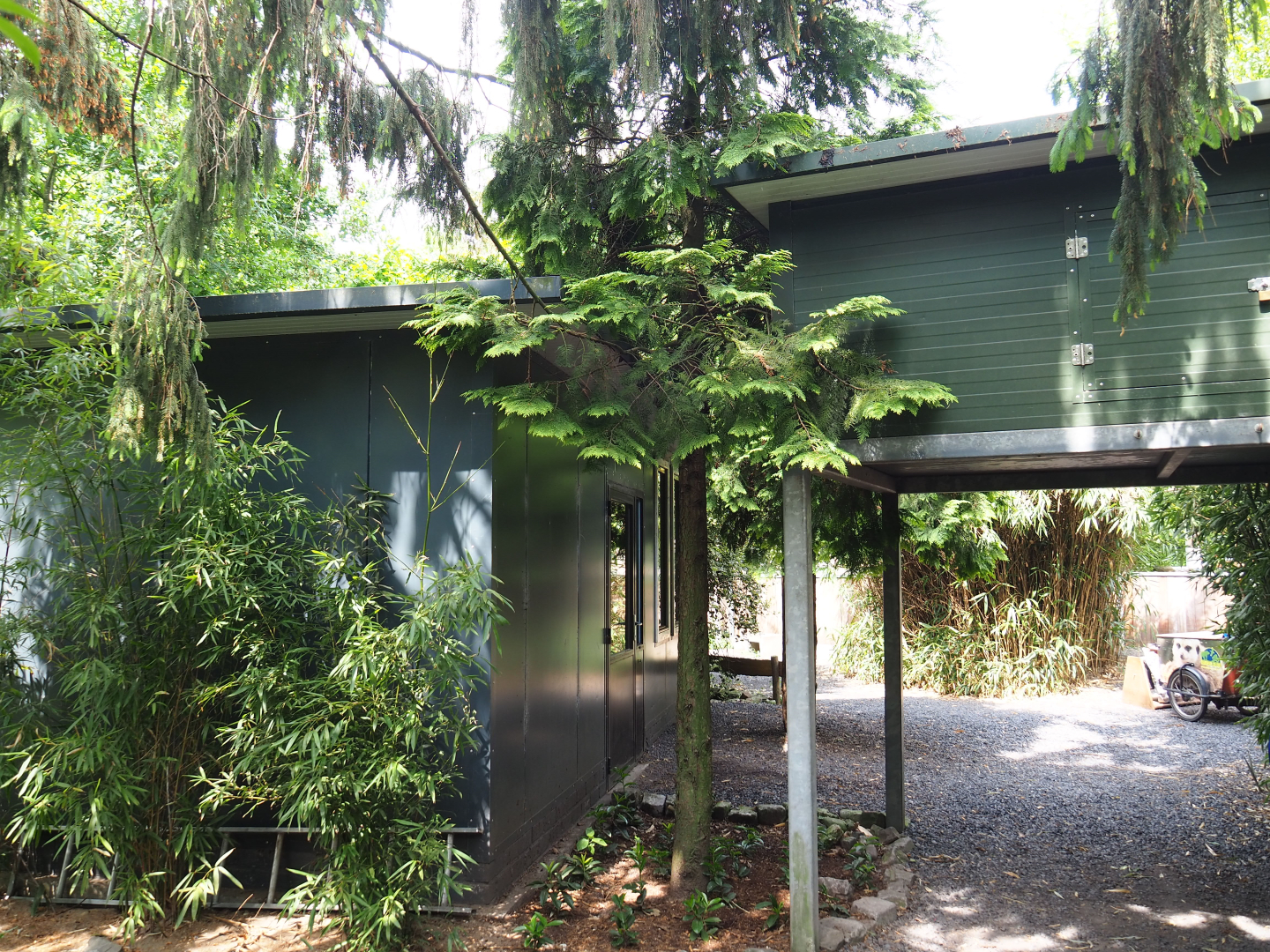 Kirk's dik-dik/African spurred tortoise/Demoiselle crane/Eclectus parrot and Prevost's squirel/Golden pheasant houses,  2022-05-17