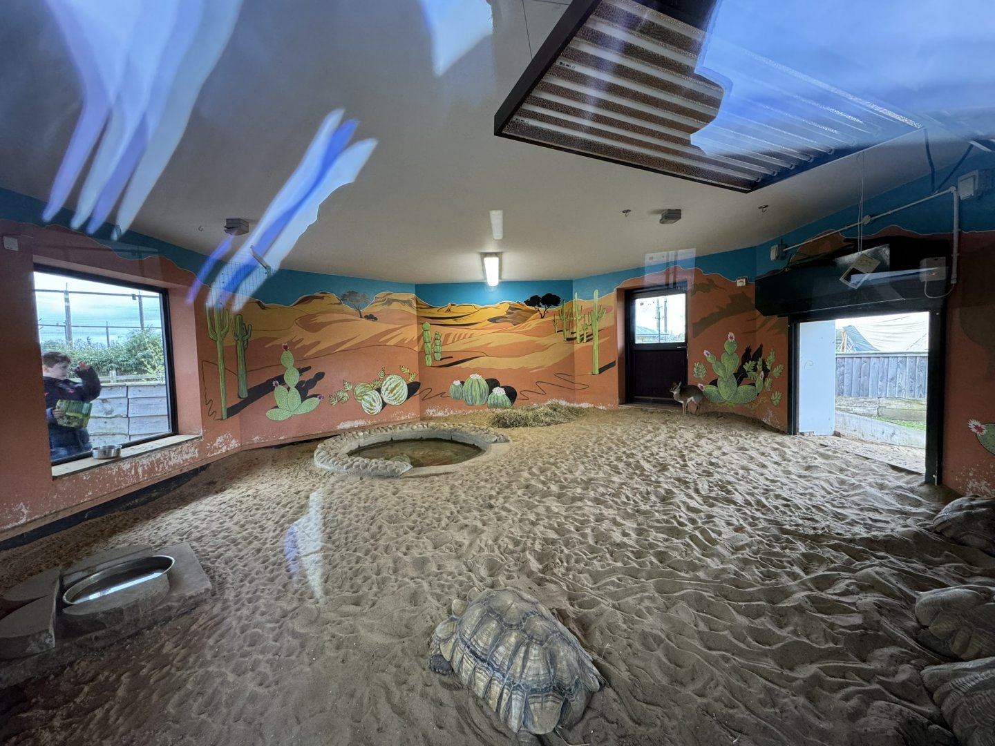 Kirk's Dik-Dik / African Spurred Tortoise Indoor Enclosure at Wolds Wildlife Park (March 2024)