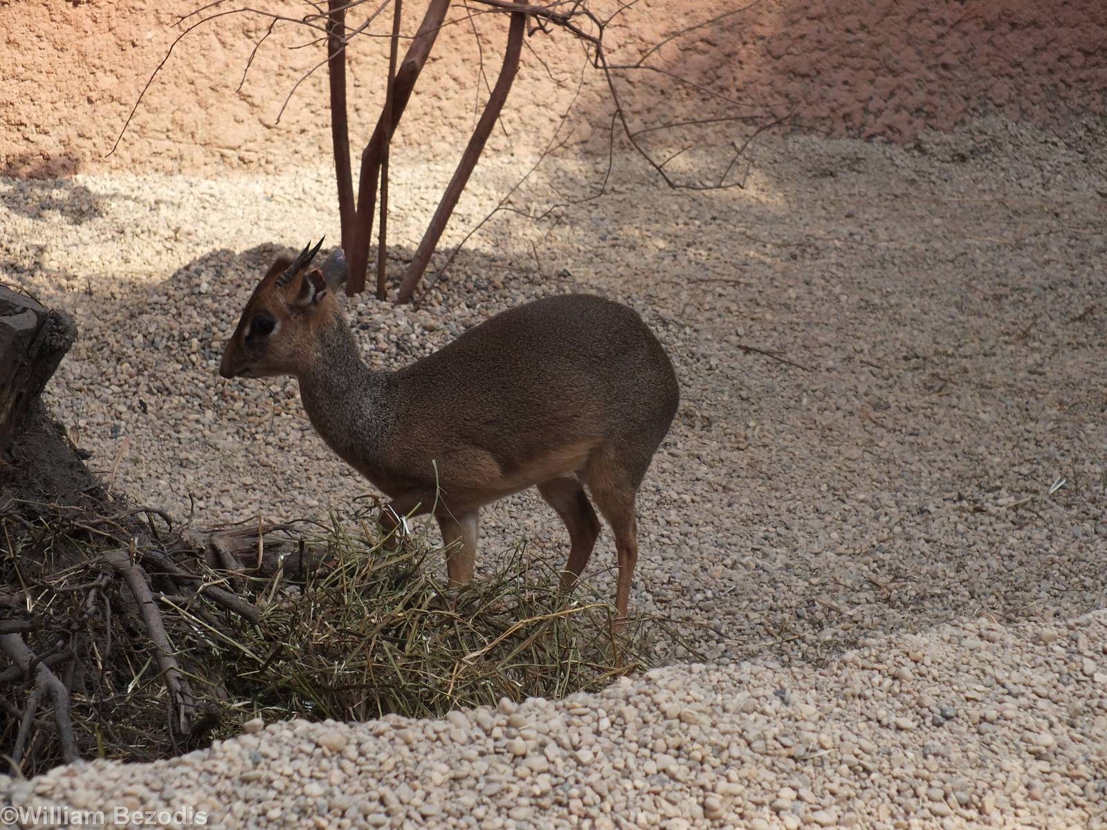 Kirk's Dik-dik - Afrykarium