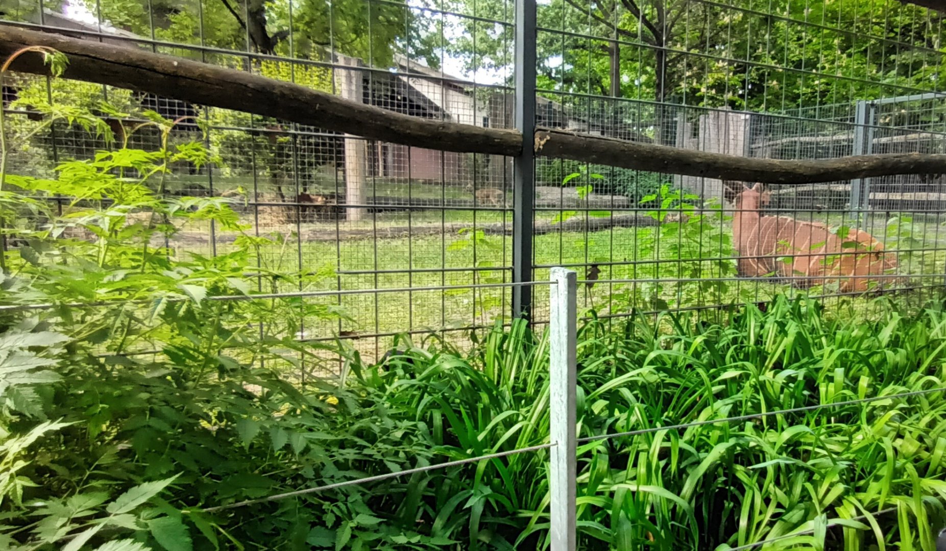 Kirks Dik Dik and Bongo Enclosure