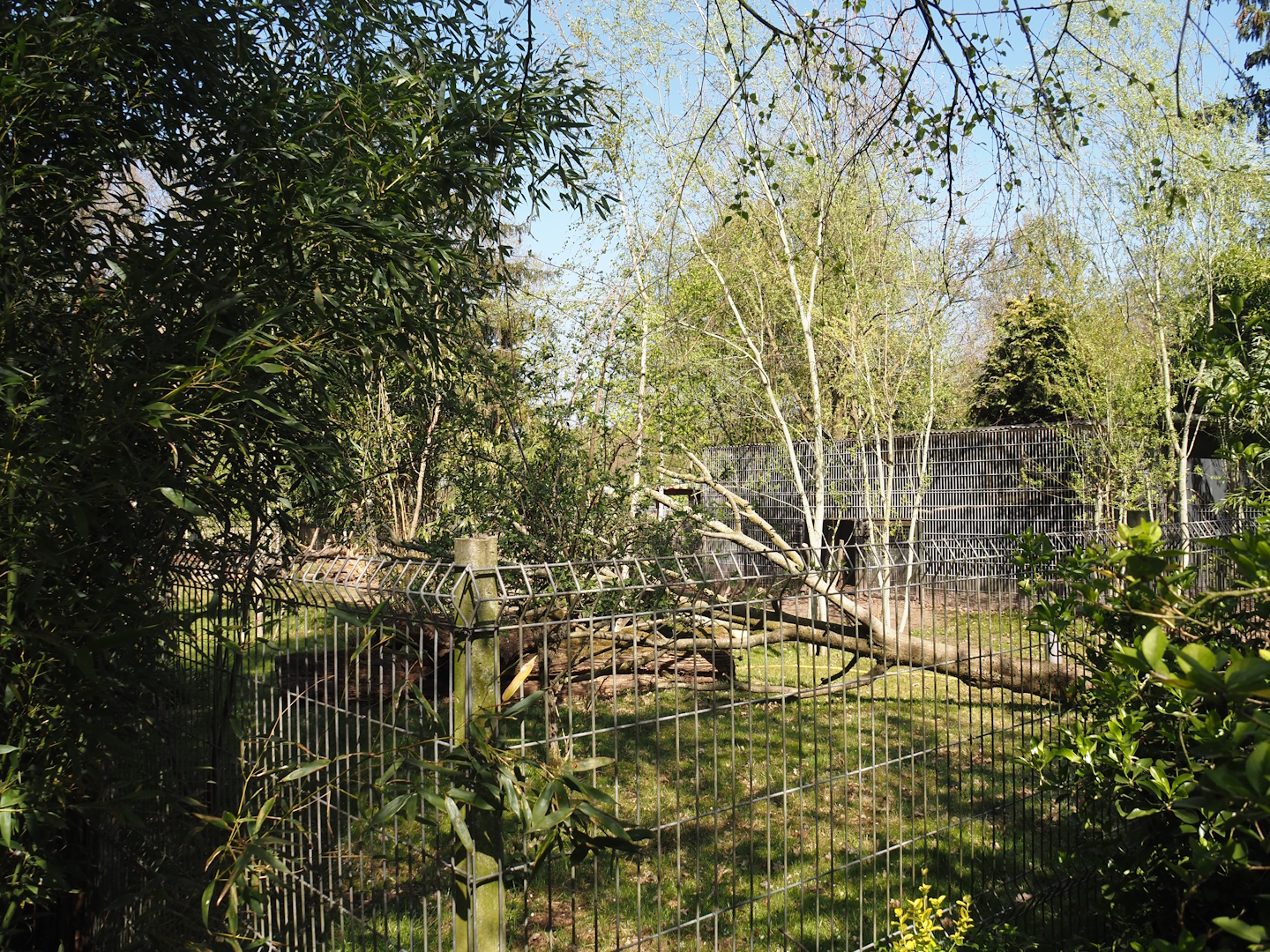 Kirk's dik-dik and Demoiselle crane exhibit, 2025-04-12