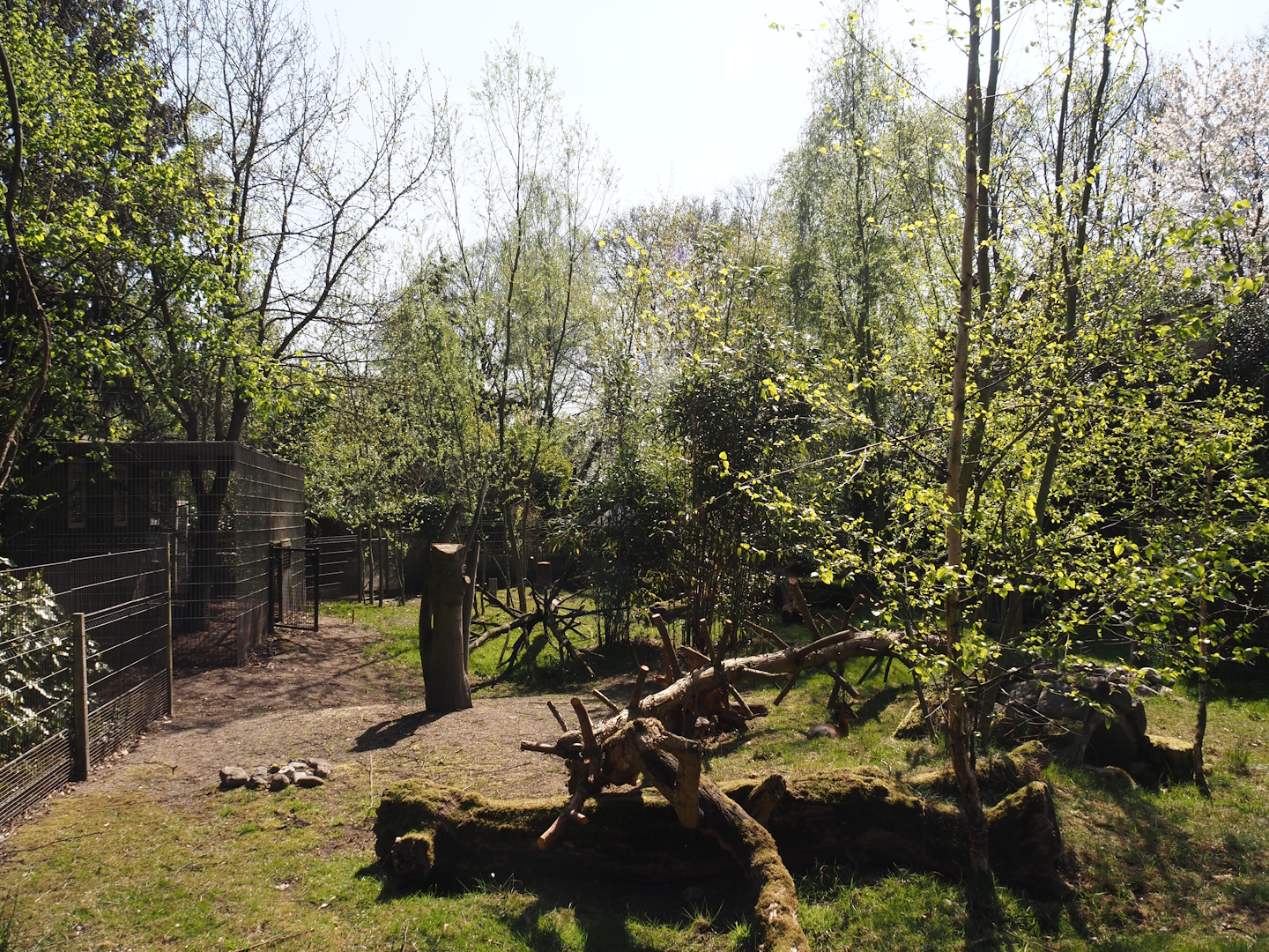 Kirk's dik-dik and Demoiselle crane exhibit, 2025-04-12