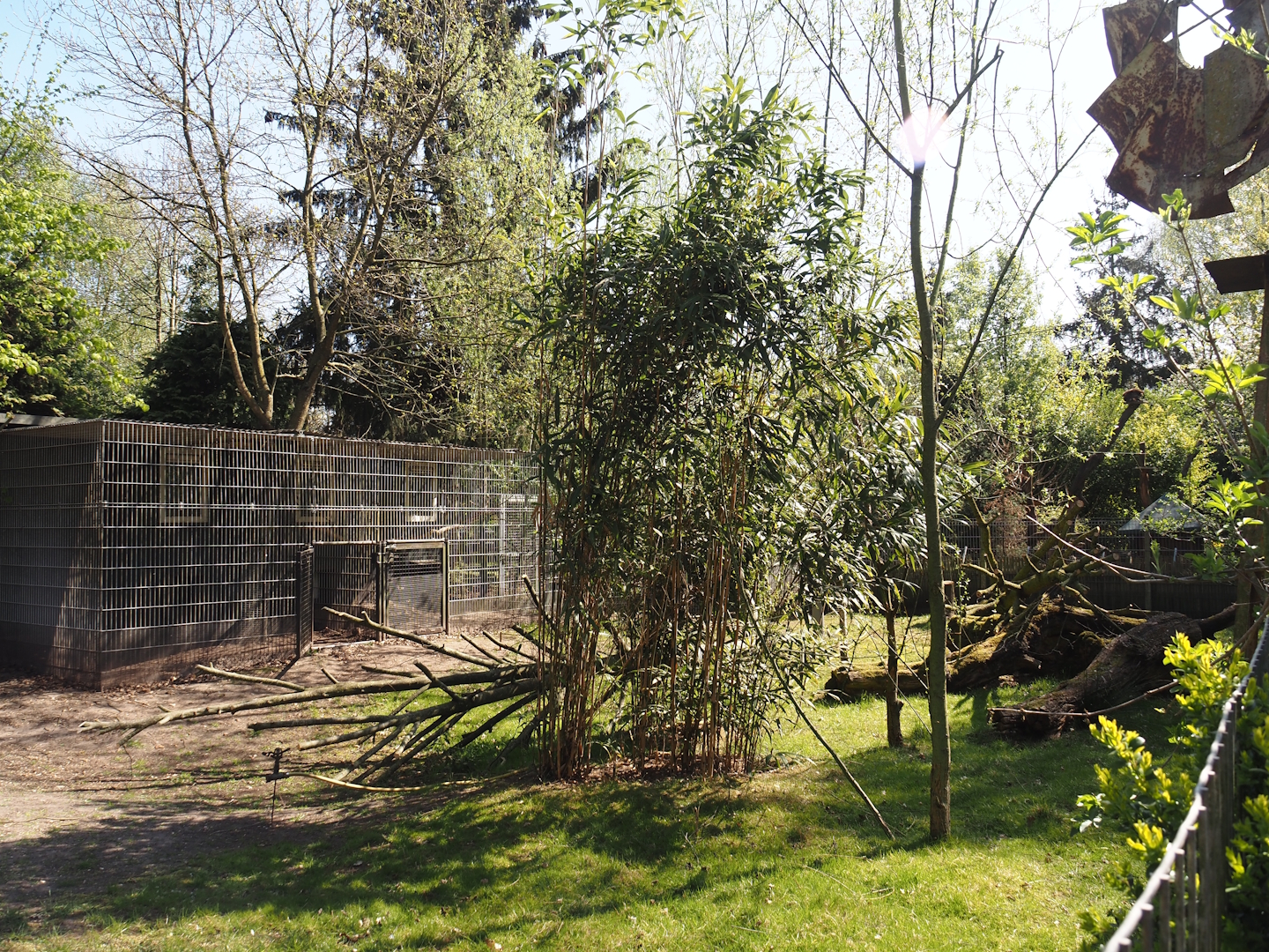 Kirk's dik-dik and Demoiselle crane exhibit, 2025-04-12