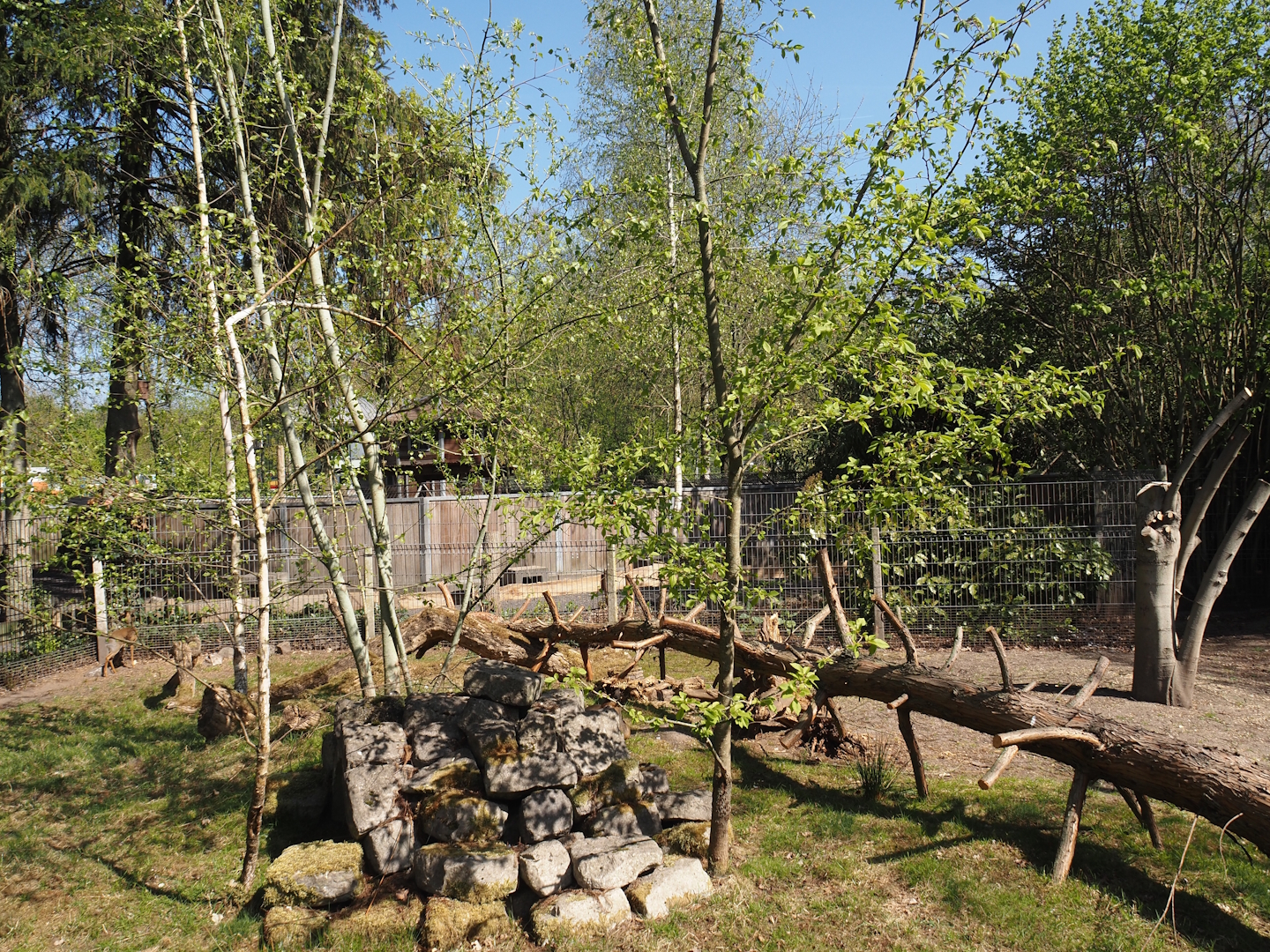 Kirk's dik-dik and Demoiselle crane exhibit, 2025-04-12