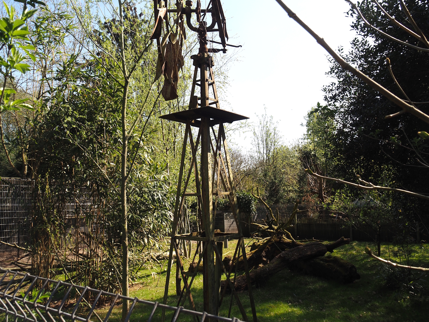 Kirk's dik-dik and Demoiselle crane exhibit, 2025-04-12