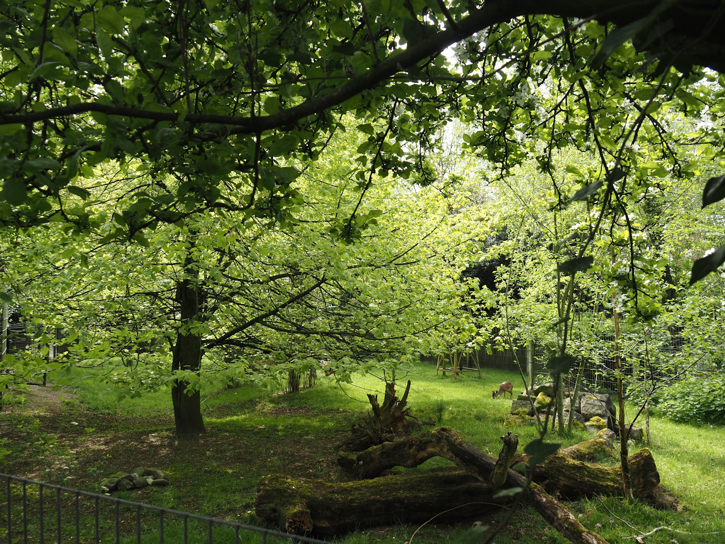 Kirk's dik-dik and Demoiselle crane paddock, 2024-04-14