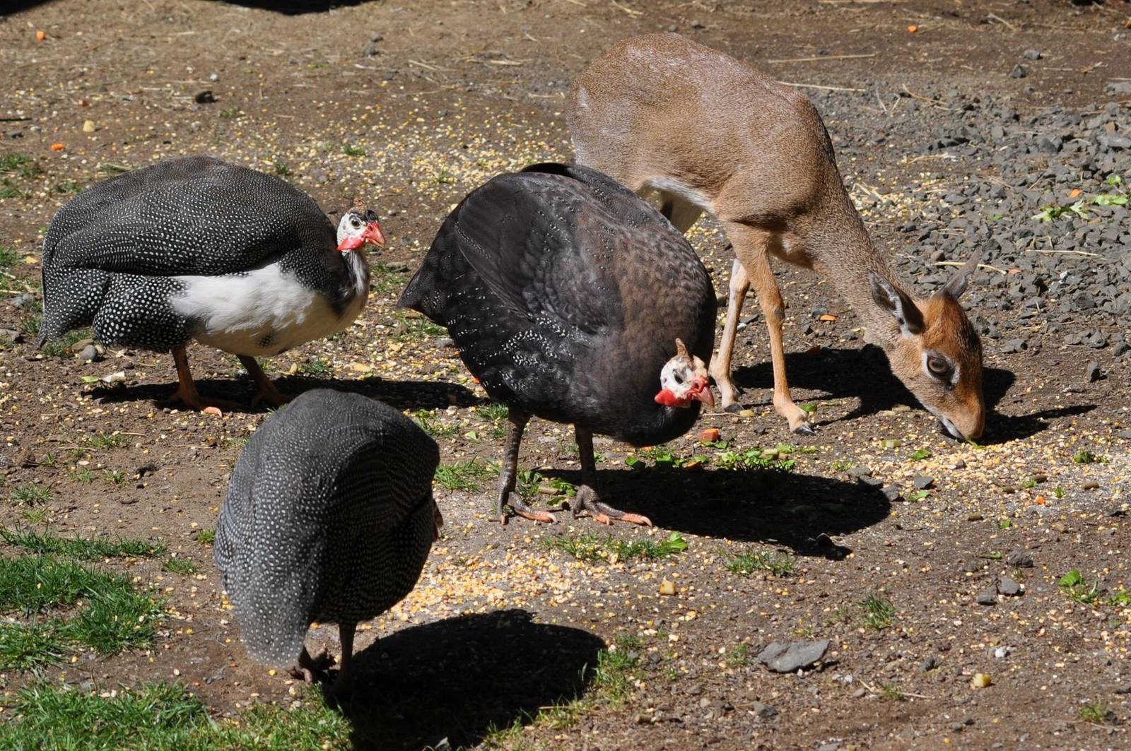 Kirks Dik-Dik and Guinea Fowl