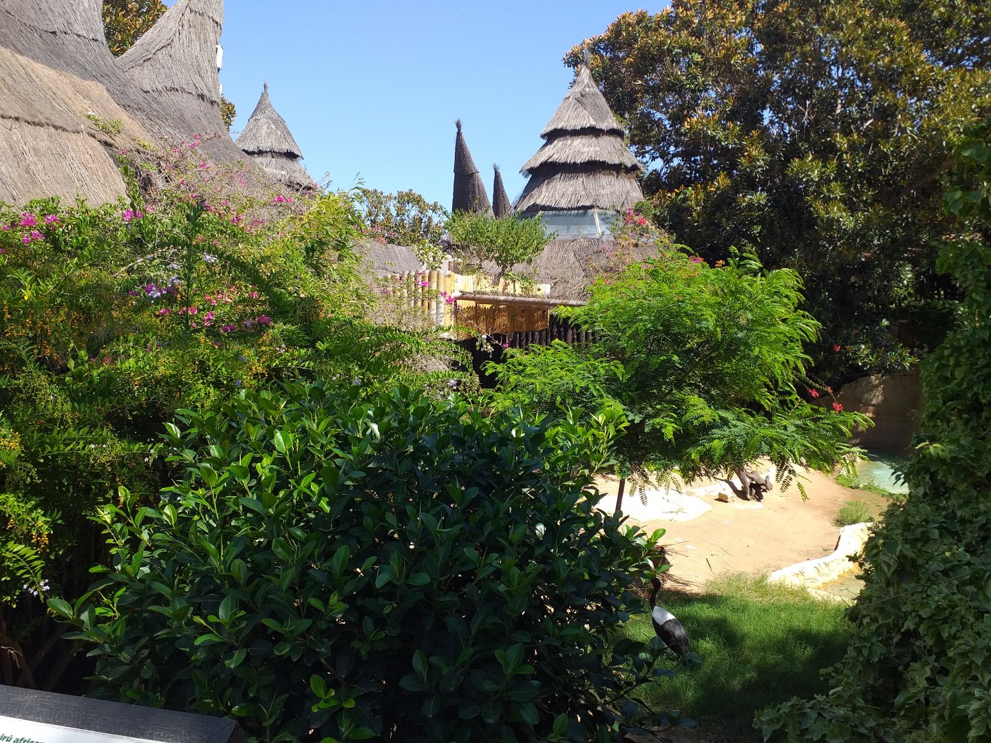 Kirk's dik-dik and Saddle-billed stork exhibit -MundoMar Benidorm (2021)