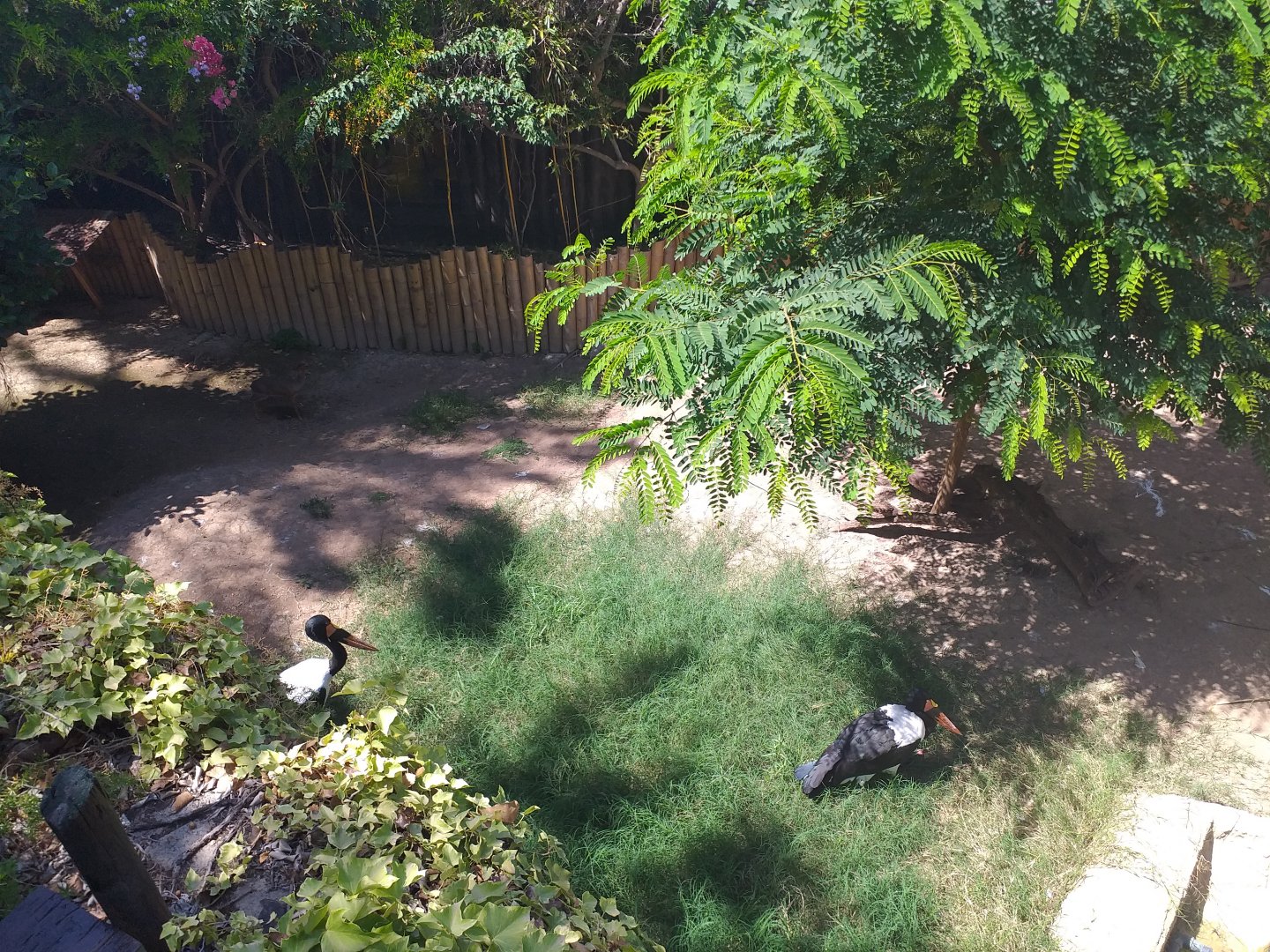 Kirk's dik-dik and Saddle-billed stork exhibit -MundoMar Benidorm (2021)