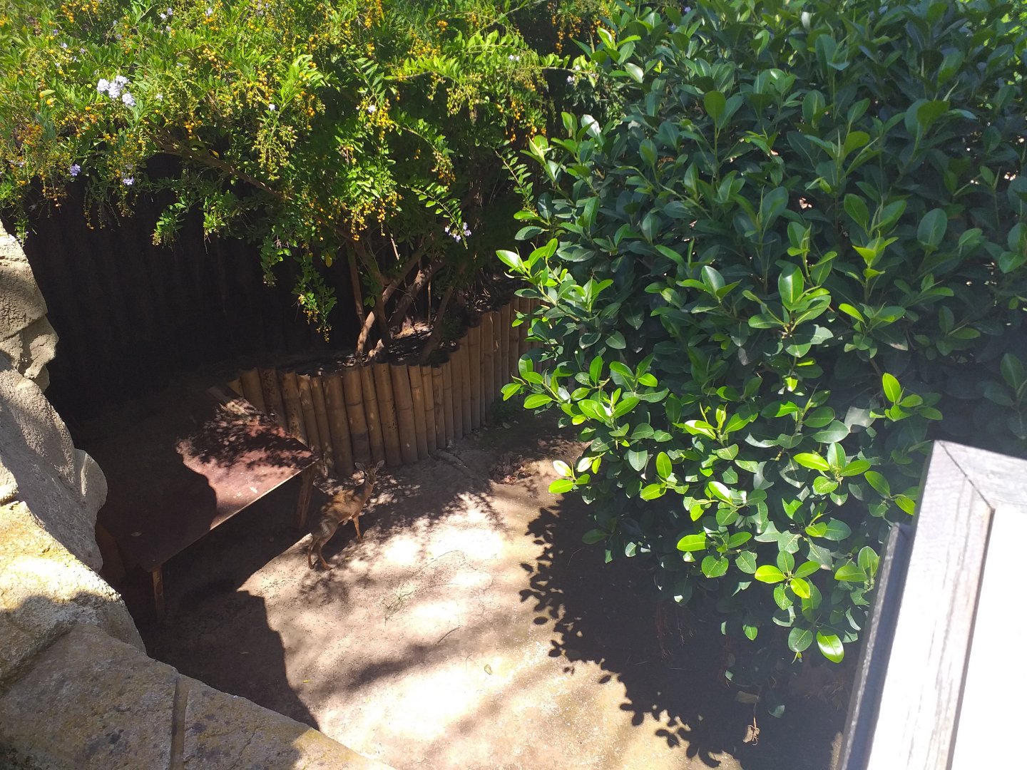 Kirk's dik-dik and Saddle-billed stork exhibit -MundoMar Benidorm (2021)