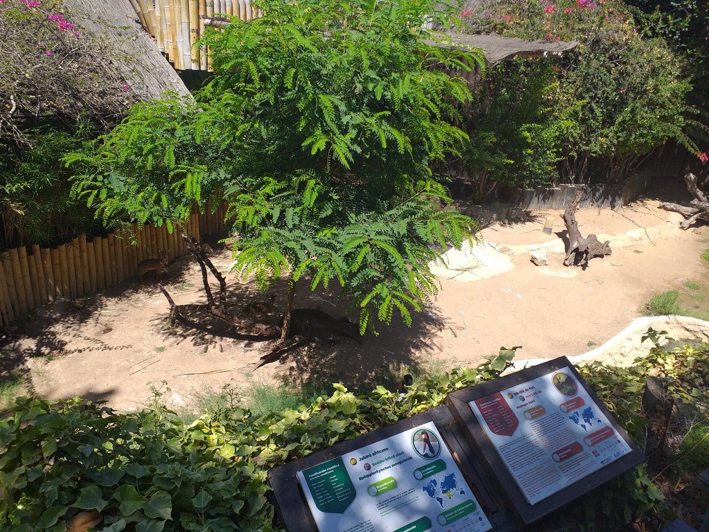 Kirk's dik-dik and Saddle-billed stork exhibit -MundoMar Benidorm (2021)